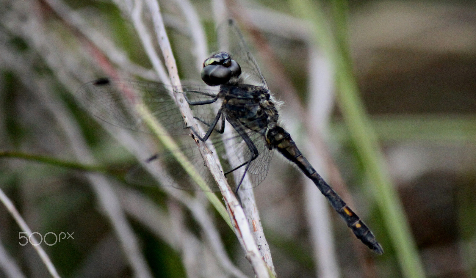 Canon EF-S 55-250mm F4-5.6 IS II sample photo. Black darter photography