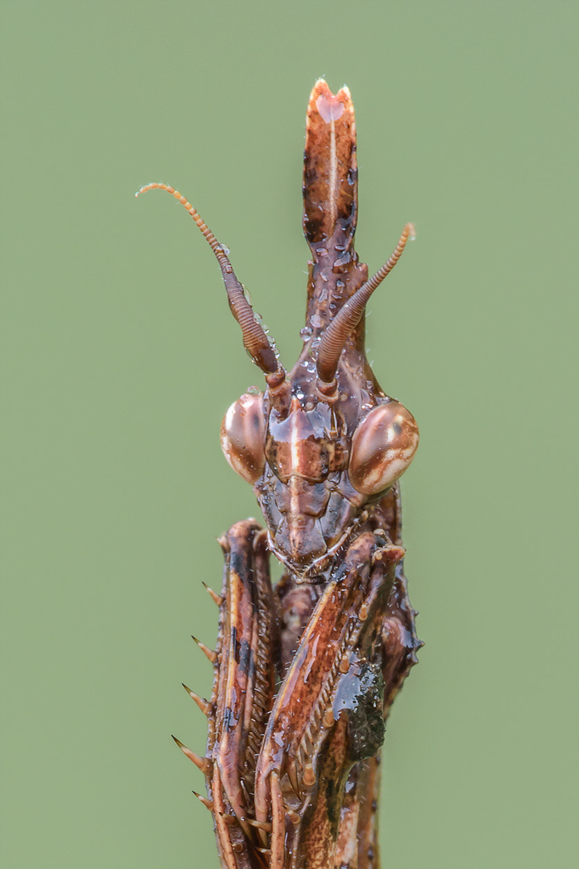 Sigma APO Macro 180mm F3.5 EX DG HSM sample photo. Devil photography