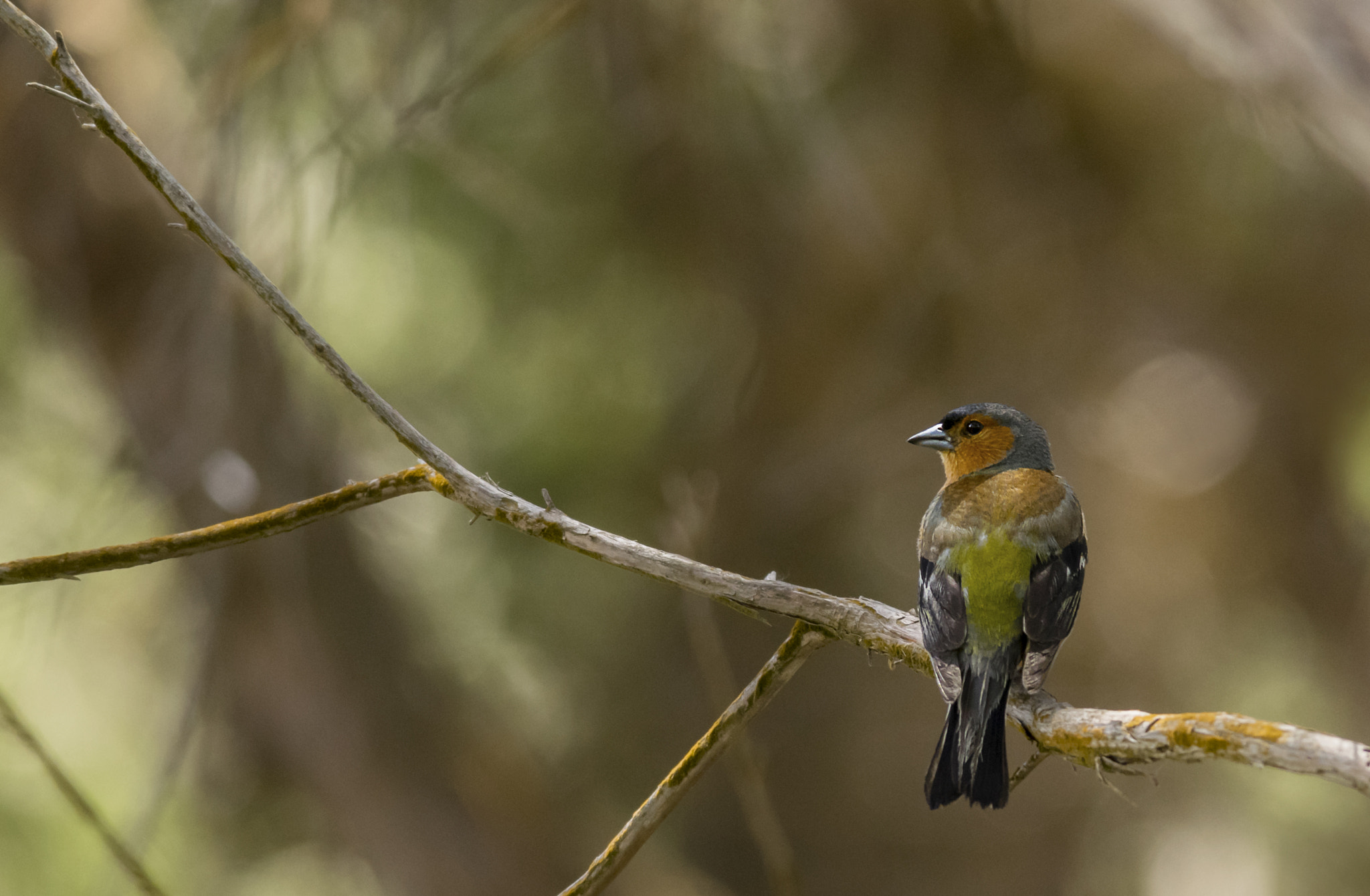 Nikon D5300 + Nikon AF-S Nikkor 300mm F4D ED-IF sample photo. Chaffinch (fringilla coelebs) photography