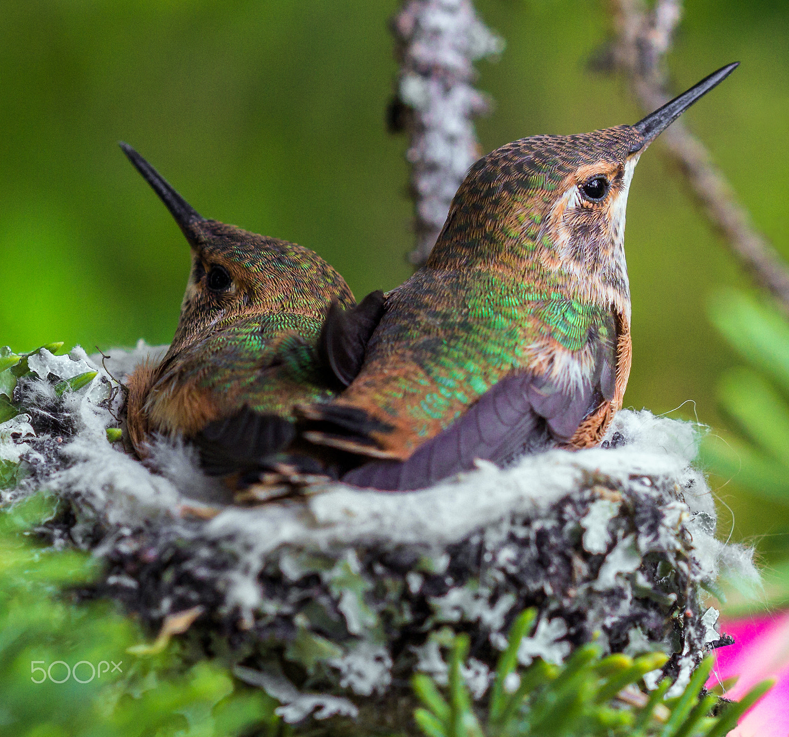 Canon EOS 600D (Rebel EOS T3i / EOS Kiss X5) + Canon EF 100mm F2.8 Macro USM sample photo. Rufous hummingbirds photography