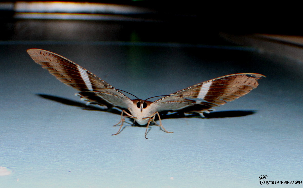 Canon EF-S 18-135mm F3.5-5.6 IS sample photo. Png photography