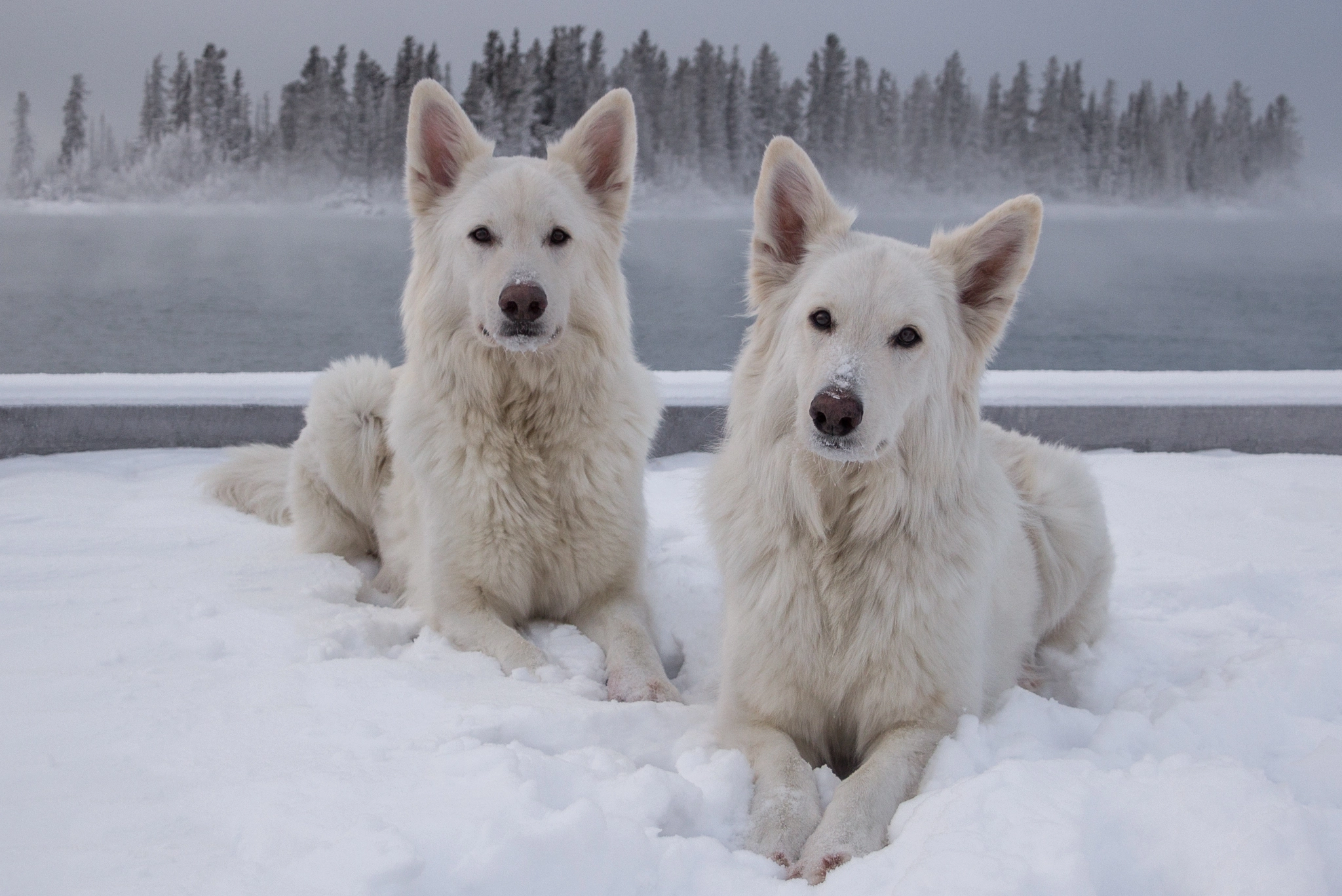 Canon EF-S 17-85mm F4-5.6 IS USM sample photo. White winter dogs photography