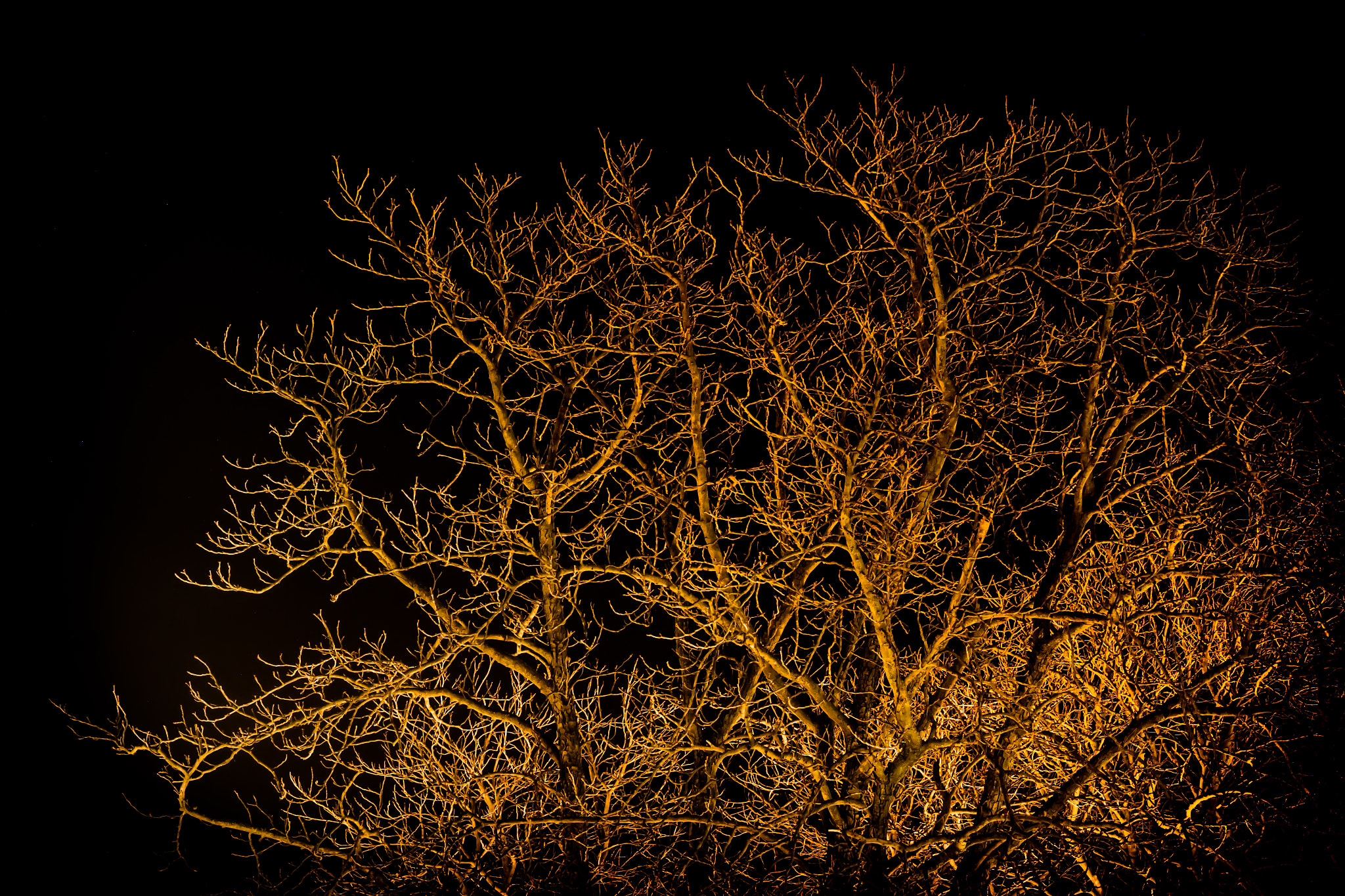 Samsung NX30 + Samsung NX 50-200mm F4-5.6 ED OIS sample photo. Tree branches photography