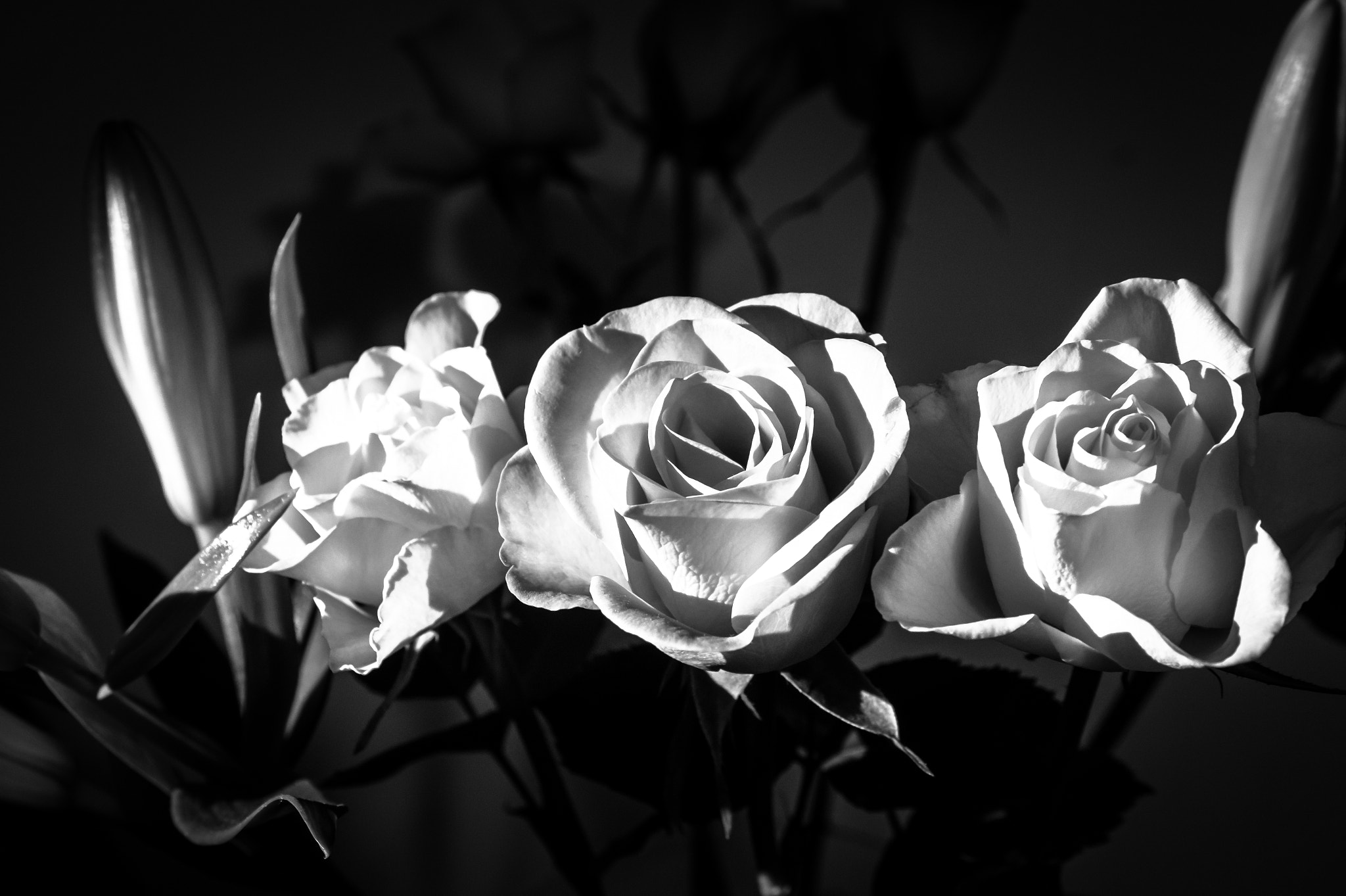 Sony Alpha a5000 (ILCE 5000) + Sony E 35mm F1.8 OSS sample photo. Rose lily photography