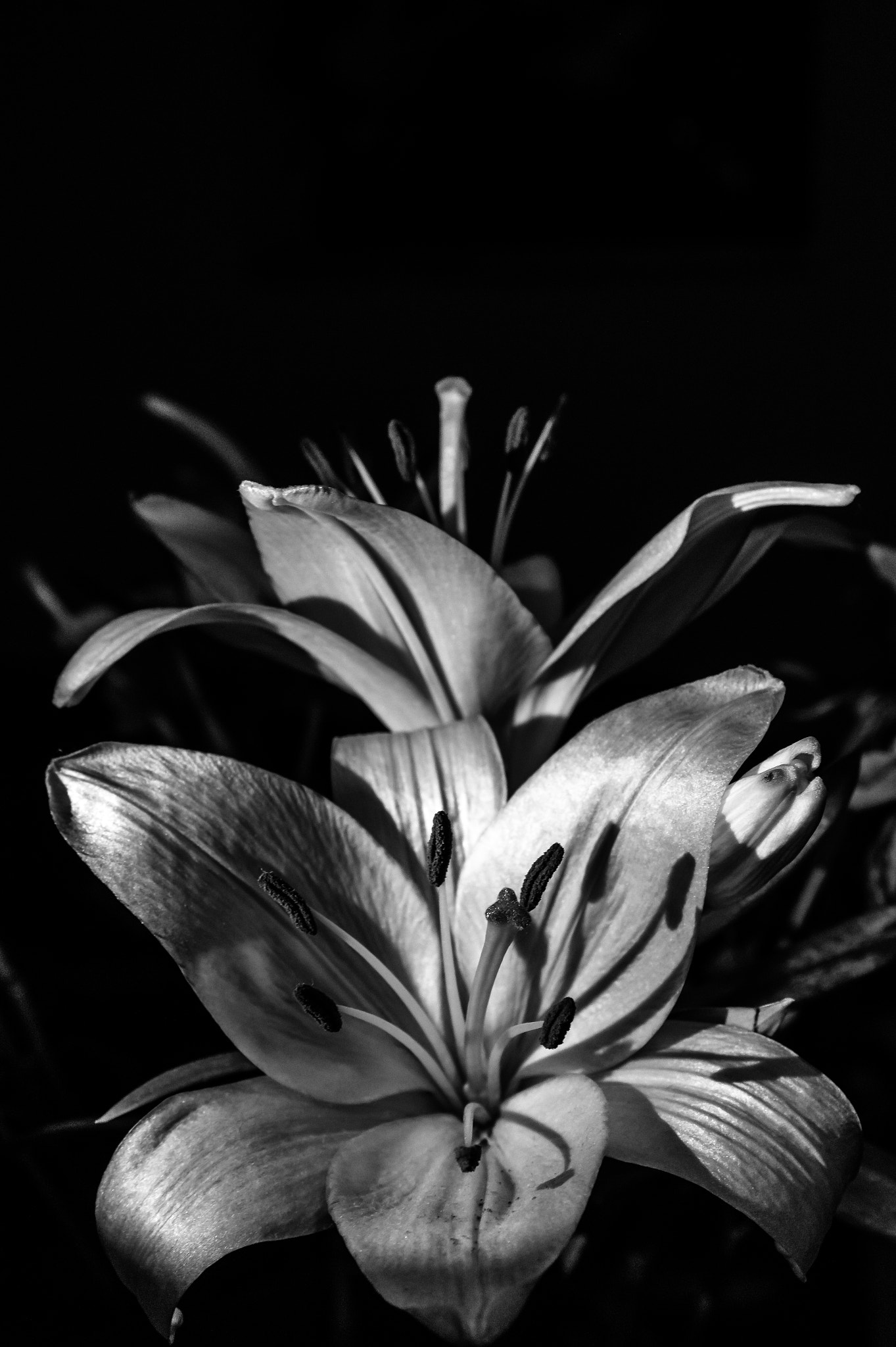 Sony Alpha a5000 (ILCE 5000) + Sony E 35mm F1.8 OSS sample photo. Lily photography