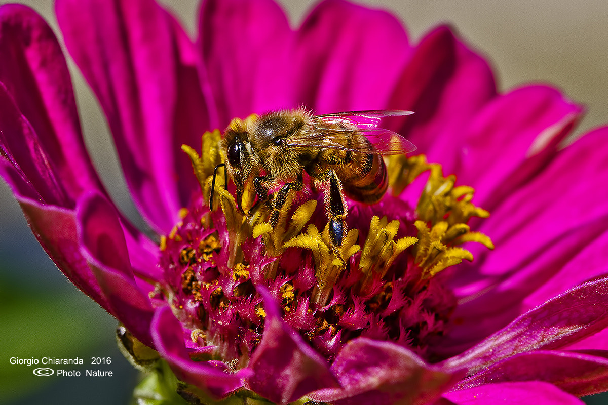Canon EOS 7D + Canon EF 100mm F2.8 Macro USM sample photo. Apis mellifera photography