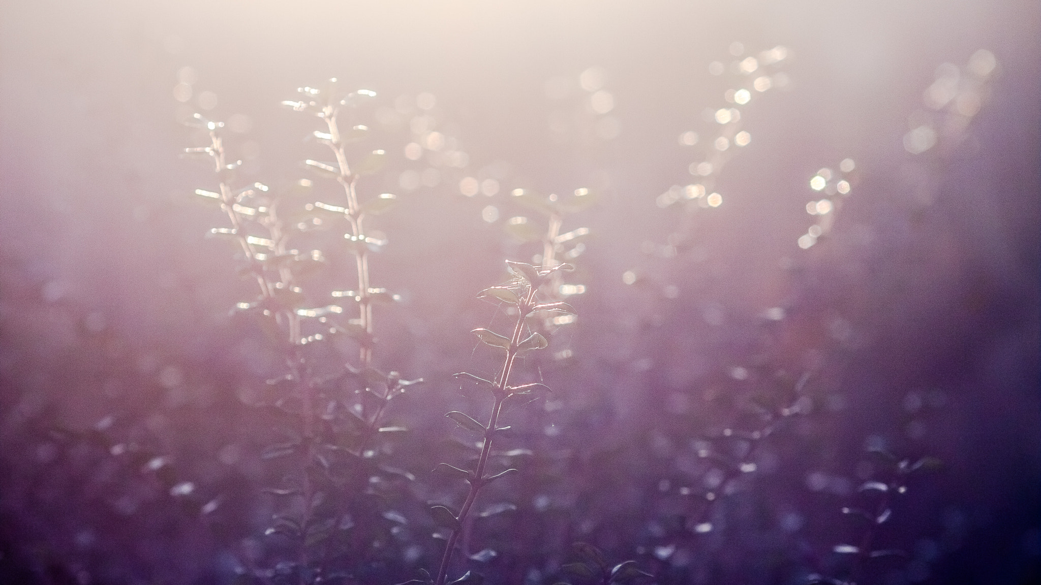 Canon EF 135mm F2.8 SF sample photo. Frail & bedazzled. photography
