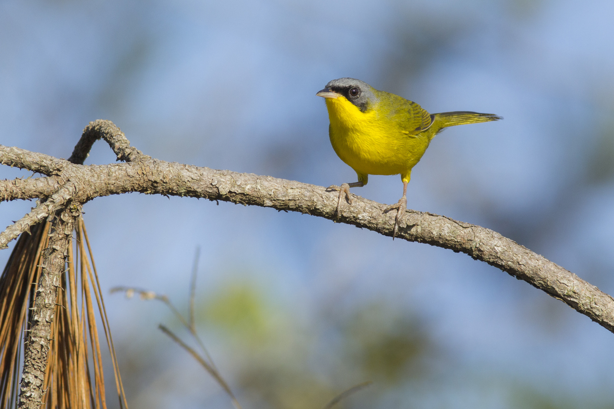 Canon EOS 60D + Canon EF 300mm F4L IS USM sample photo. Pia-cobra photography