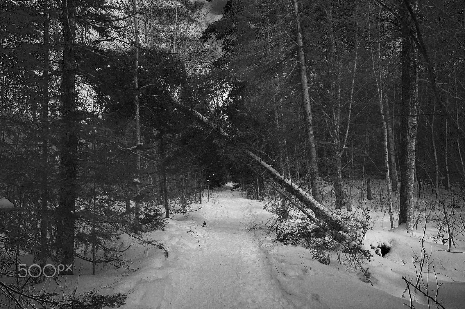 Sony SLT-A58 + 10-20mm F3.5 sample photo. Fallen tree photography