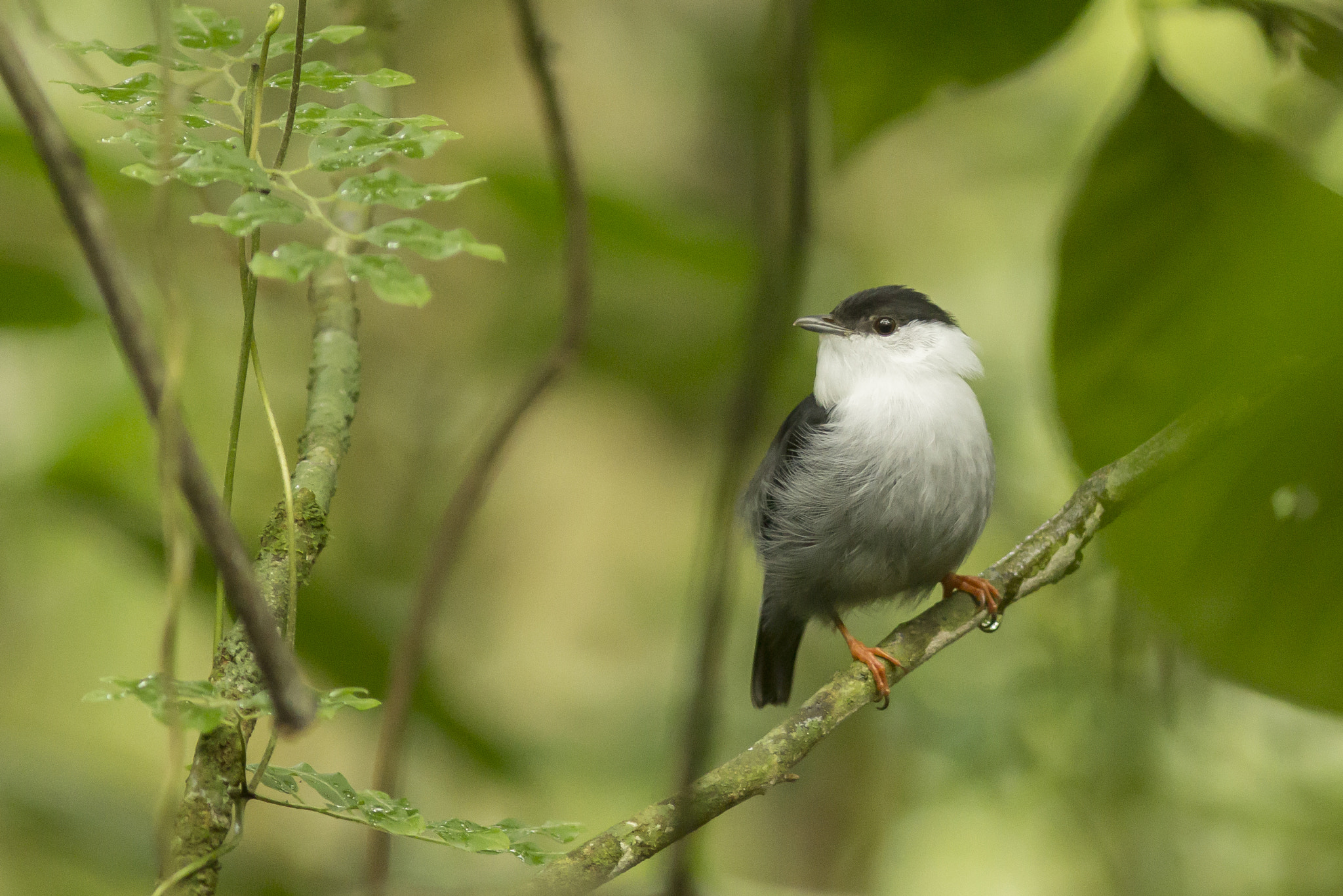 Canon EOS 60D + Canon EF 300mm F4L IS USM sample photo. Rendeira photography