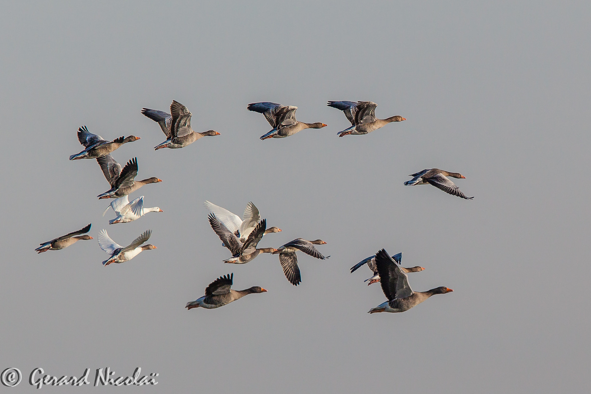 Canon EF 300mm F2.8L IS USM sample photo. Flying geese photography
