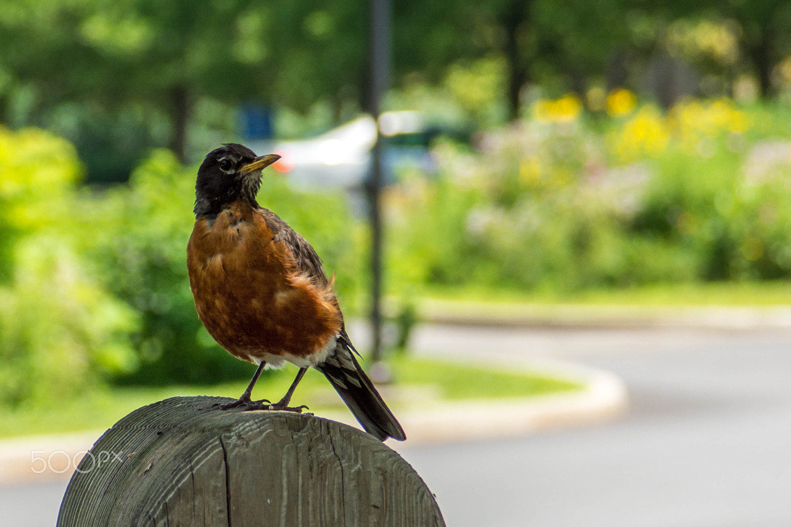 AF Zoom-Nikkor 28-105mm f/3.5-4.5D IF sample photo. It's a bird! photography