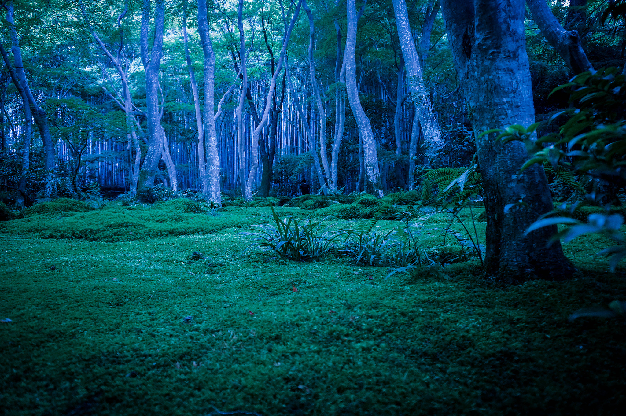 Sony E 16-50mm F3.5-5.6 PZ OSS sample photo. 静寂 photography