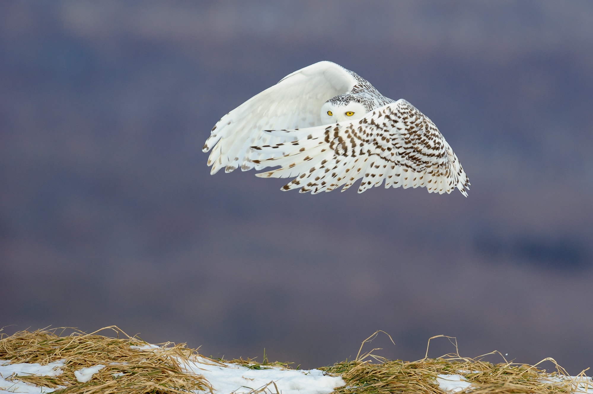 Nikon D3S + Nikon AF-S Nikkor 500mm F4G ED VR sample photo. Behind the mask photography