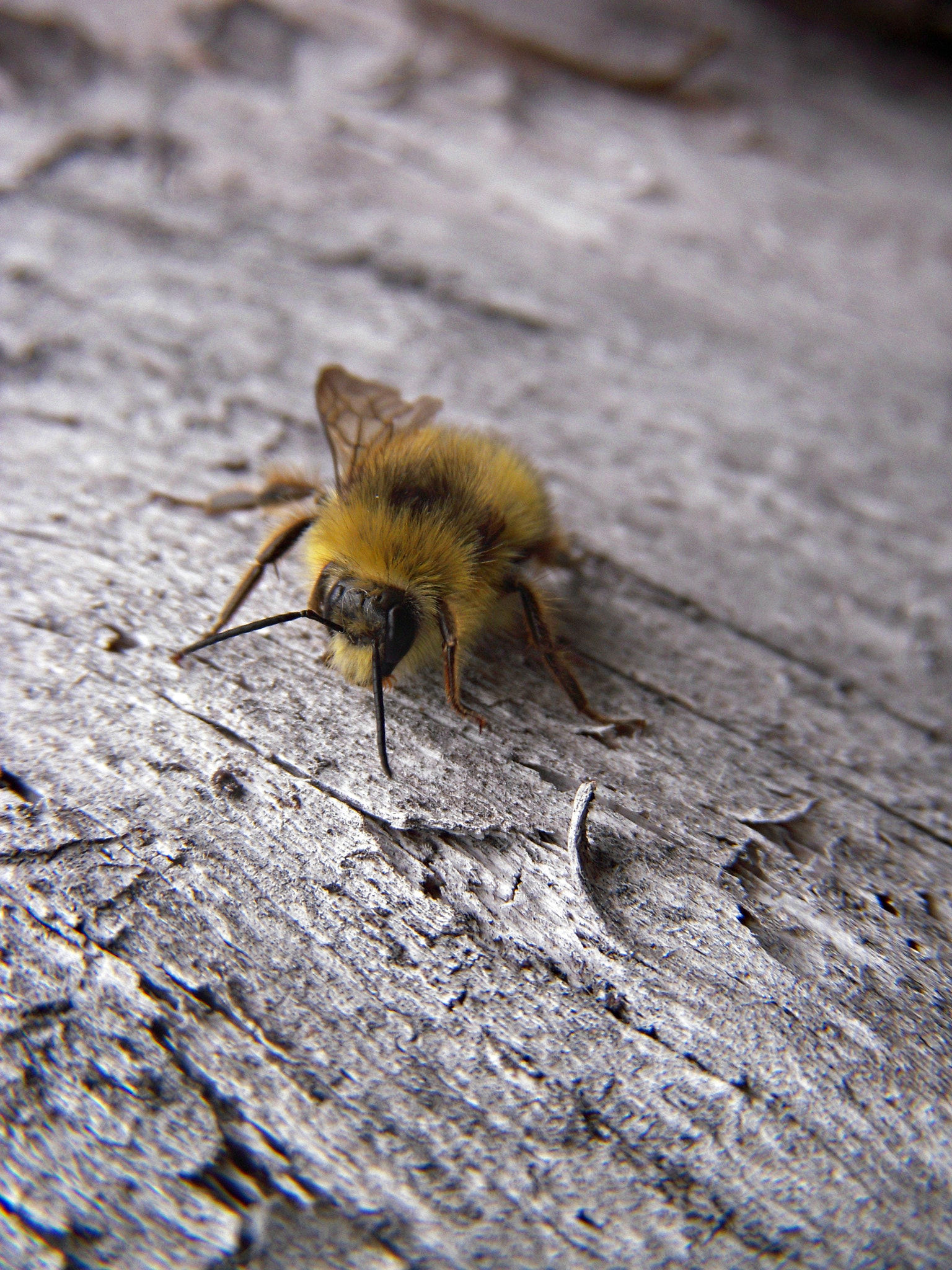 Nikon Coolpix S52 sample photo. One-winged bee photography