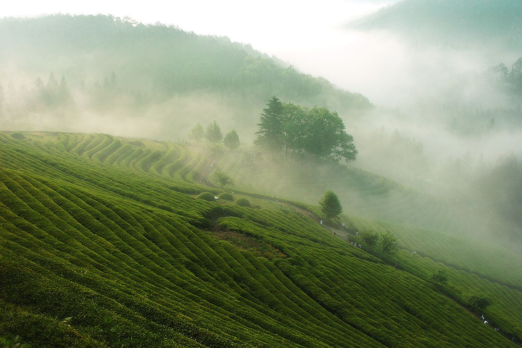 Nikon D2H sample photo. Korea landscape 01 photography