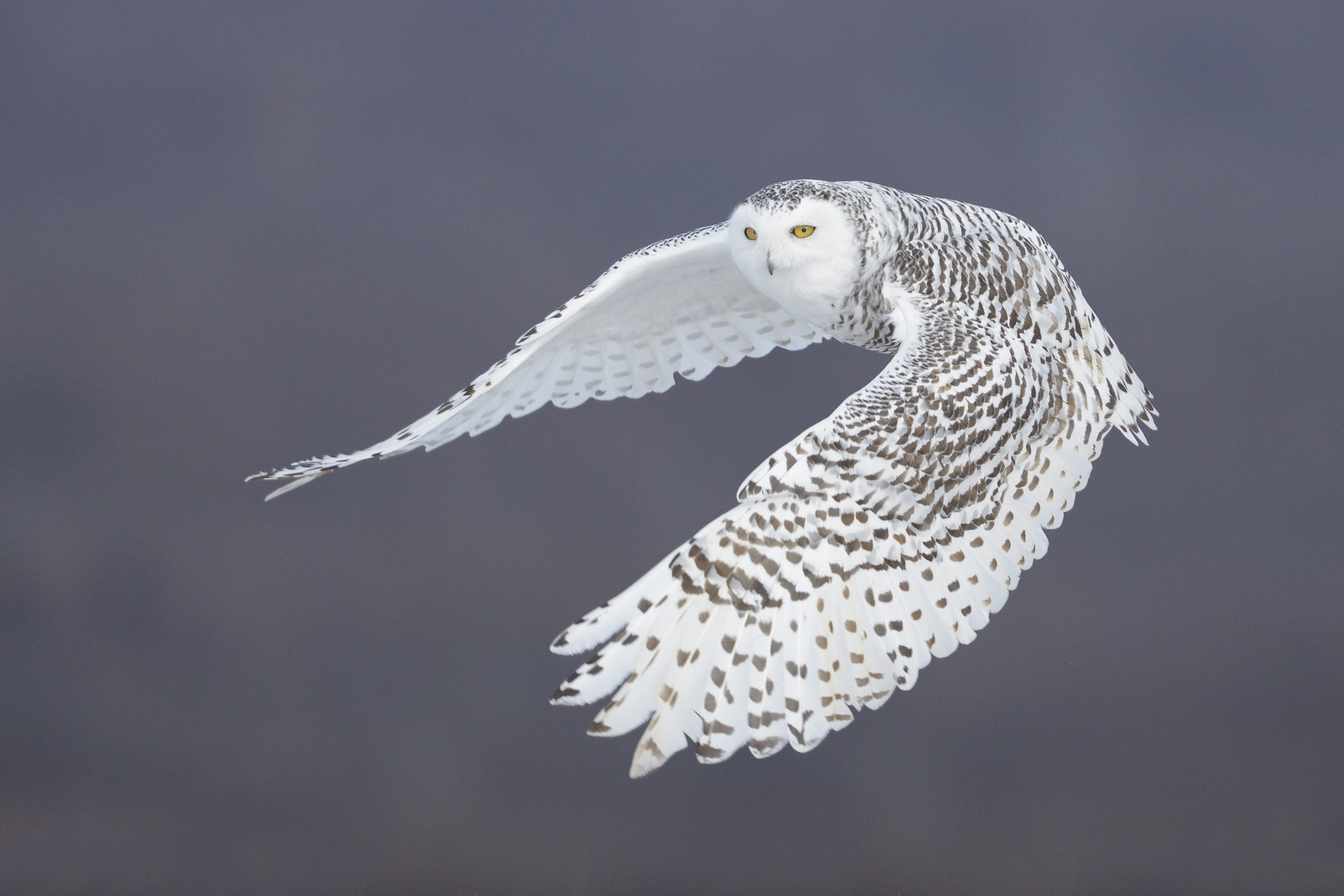 Nikon AF-S Nikkor 500mm F4D ED-IF II sample photo. Snowy owl photography