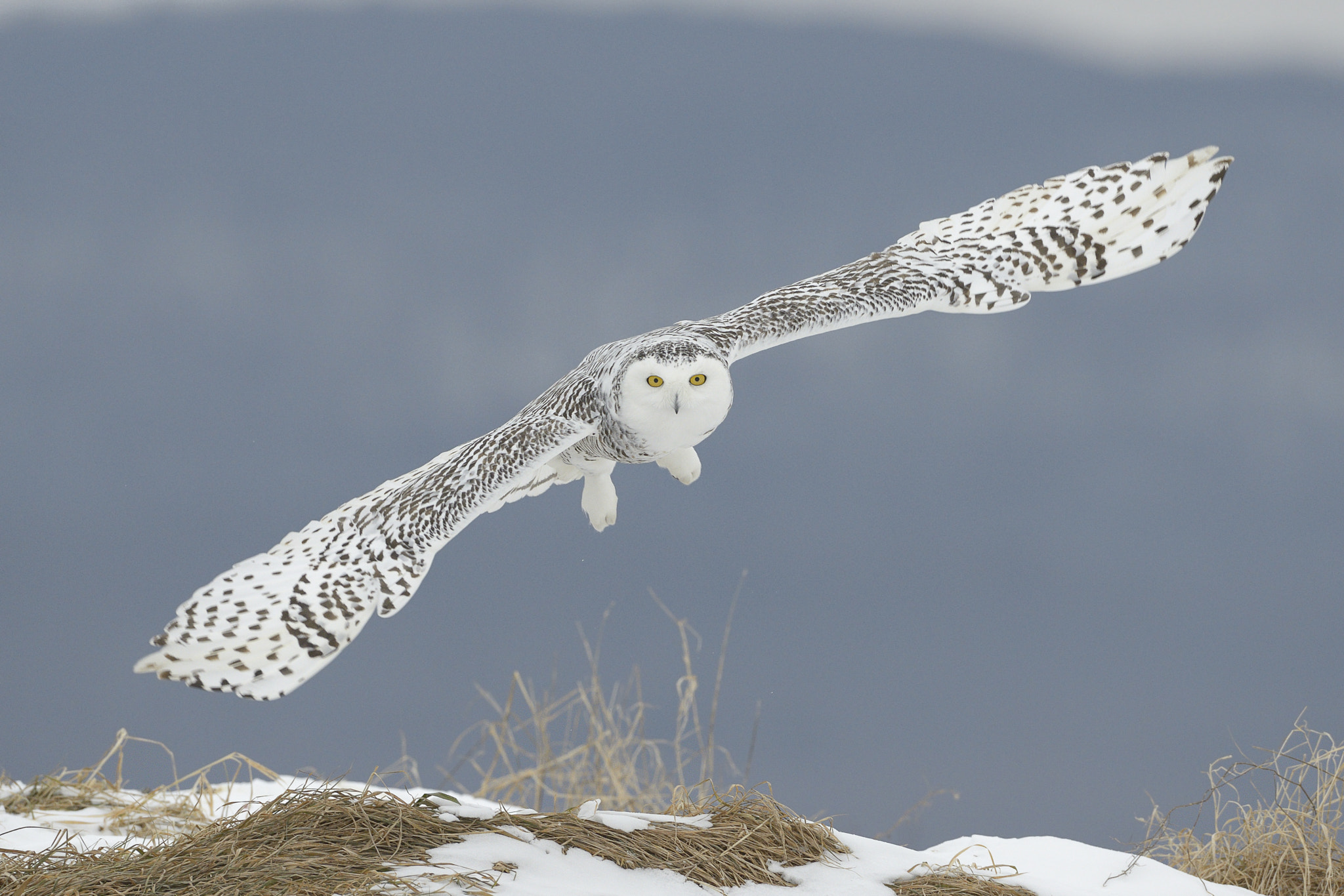 Nikon AF-S Nikkor 500mm F4D ED-IF II sample photo. Snowy owl photography
