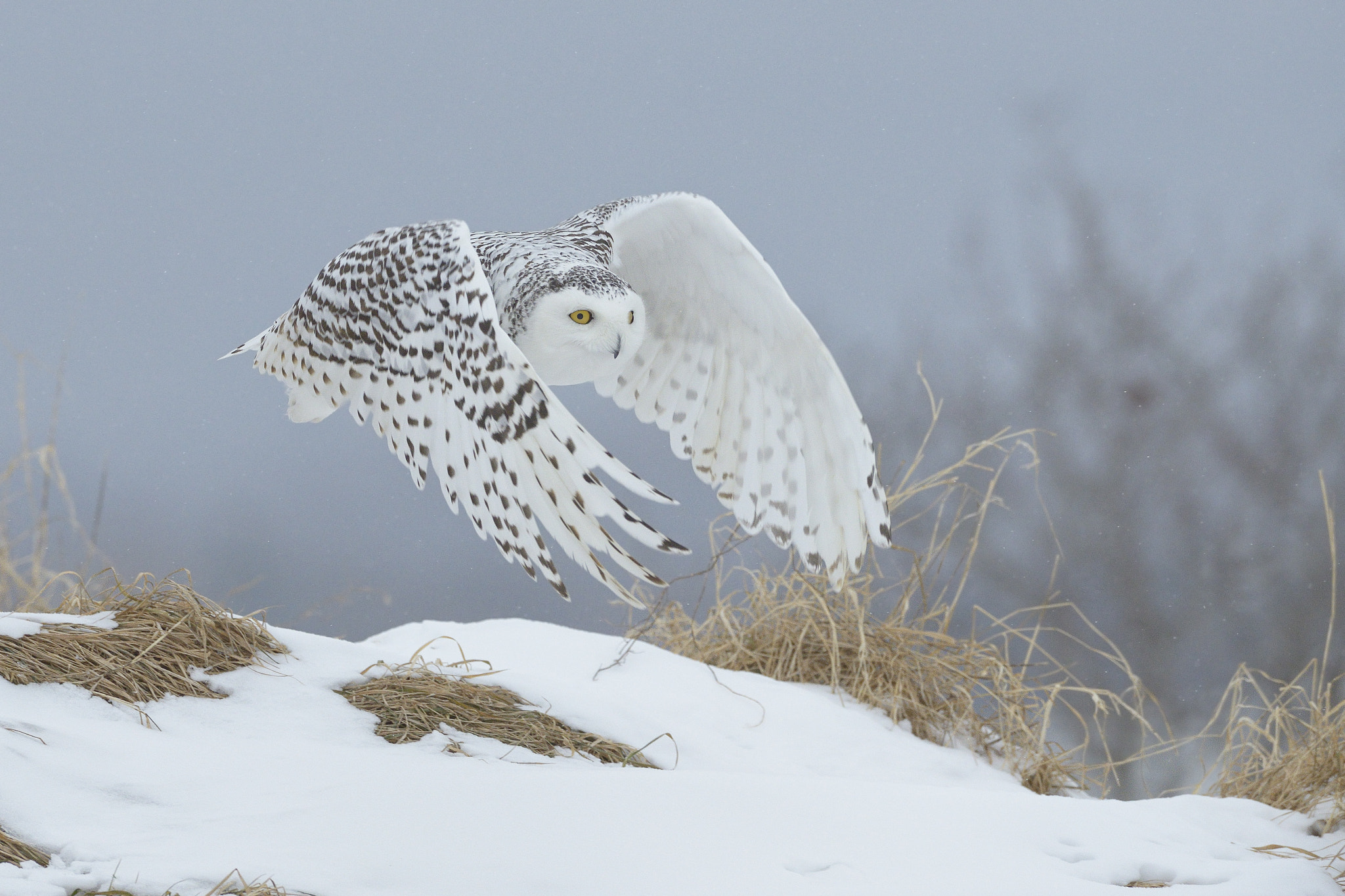 Nikon AF-S Nikkor 500mm F4D ED-IF II sample photo. Snowy owl photography