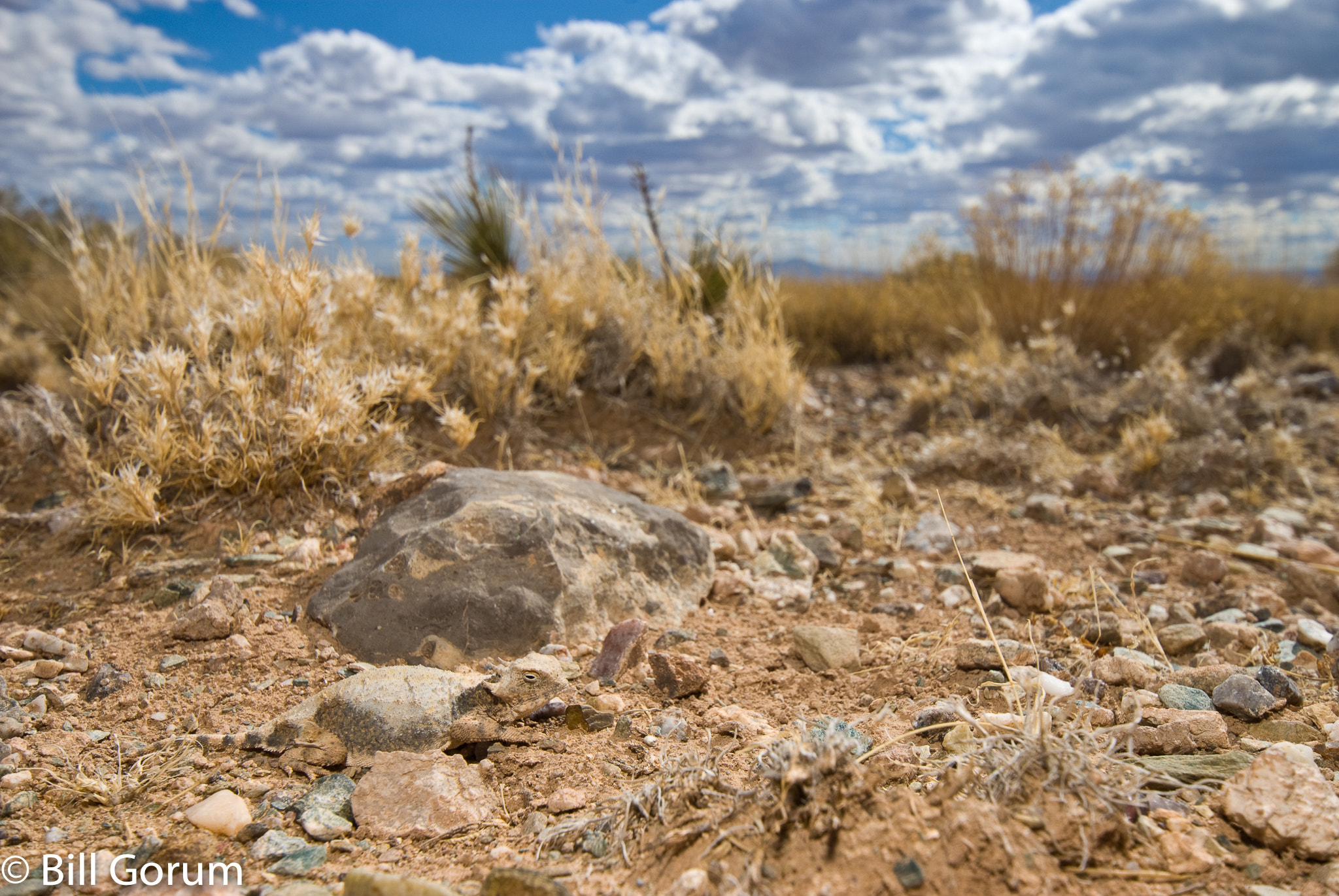 Nikon D200 sample photo. Round-tailed horned lizard camouflage. photography