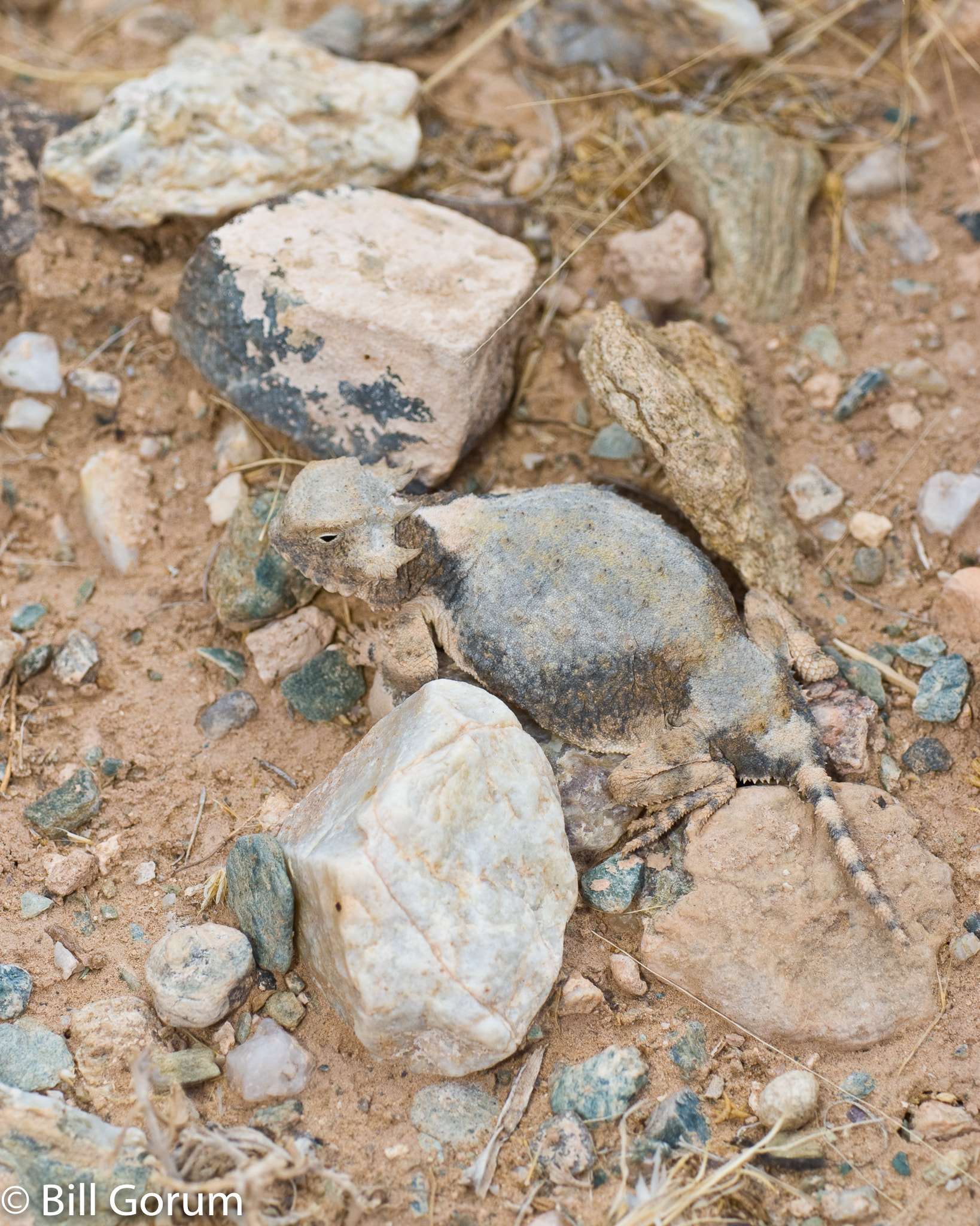 Nikon D200 sample photo. Round-tailed horned lizard camouflage. photography