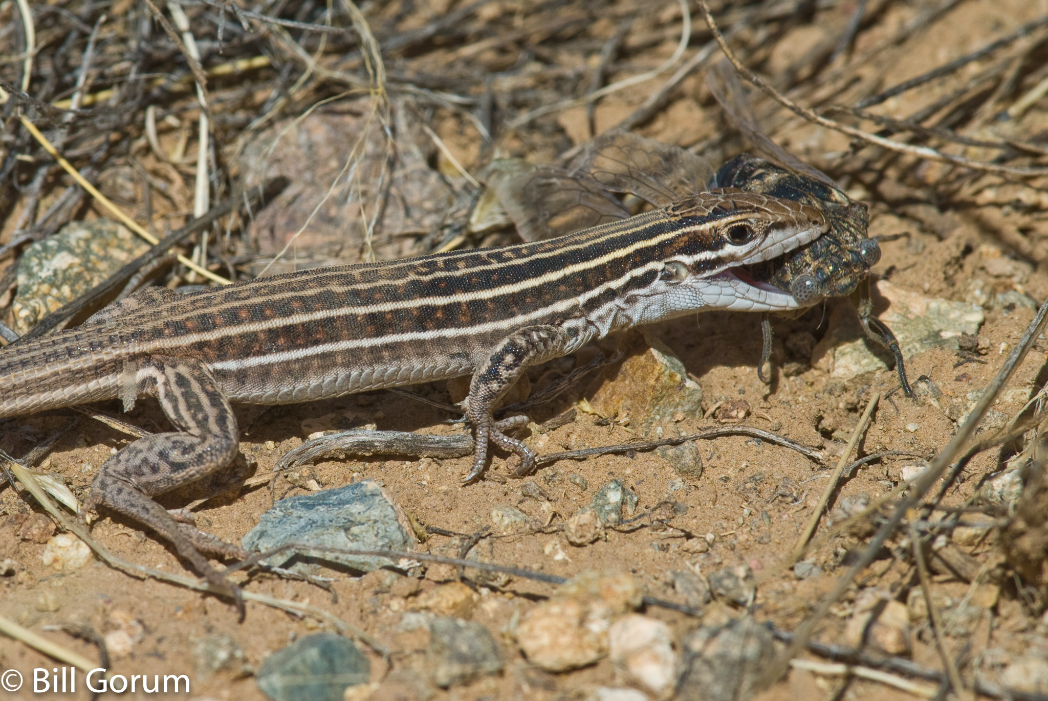 Nikon D200 + Nikon AF-S Nikkor 300mm F4D ED-IF sample photo. Chihuahuan spotted whiptail eating a cicada. photography