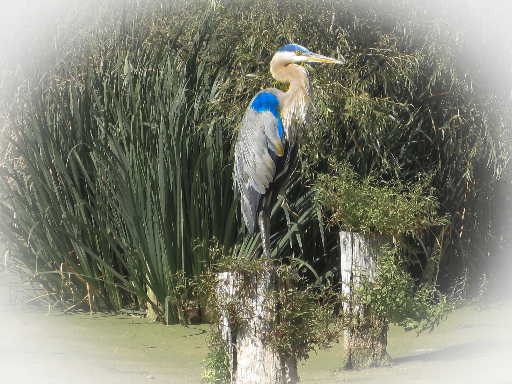 Canon PowerShot SD880 IS (Digital IXUS 870 IS / IXY Digital 920 IS) sample photo. Crane bird lake simcoe ontario photography