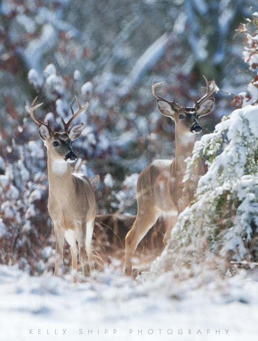 Nikon D300S + Nikon AF-S Nikkor 600mm F4G ED VR sample photo. Watchful in the snow photography