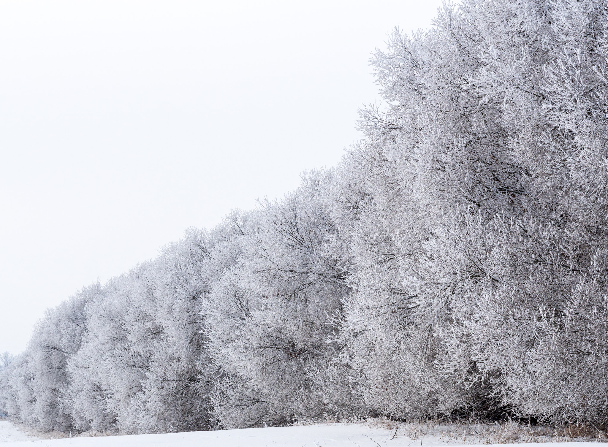 Olympus OM-D E-M10 + Olympus M.Zuiko Digital ED 75mm F1.8 sample photo. Frosty trees photography