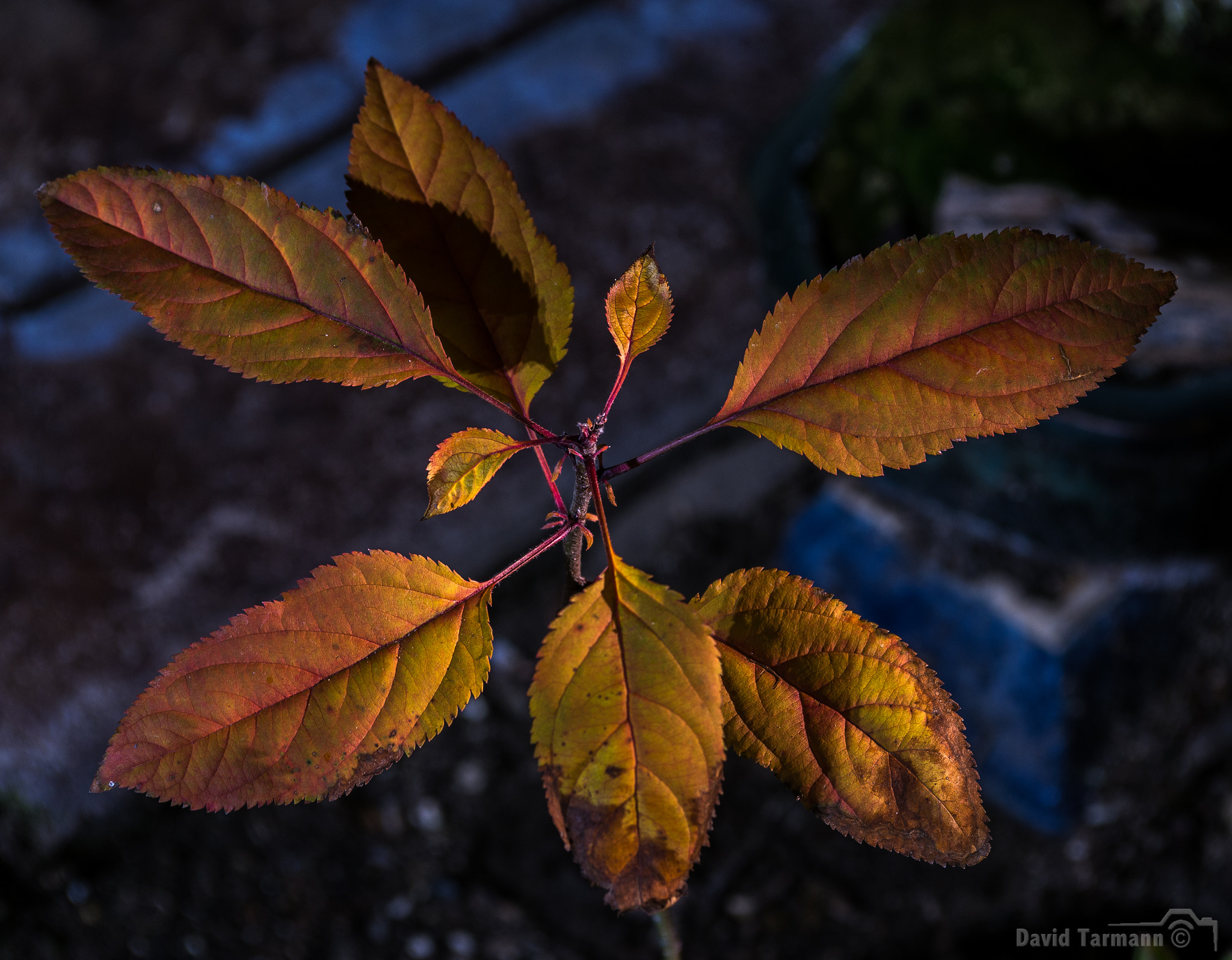 AF Zoom-Nikkor 28-85mm f/3.5-4.5 sample photo. Nashi - 無し photography