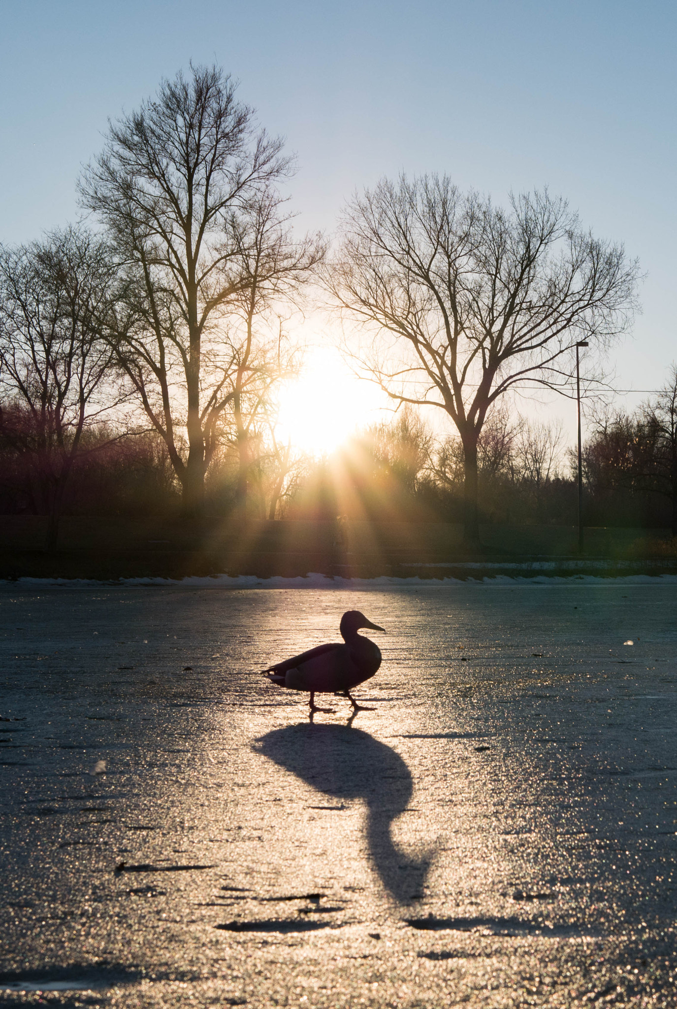Panasonic Lumix DMC-G7 + LUMIX G 25/F1.7 sample photo. 1-28-2016 duck photography
