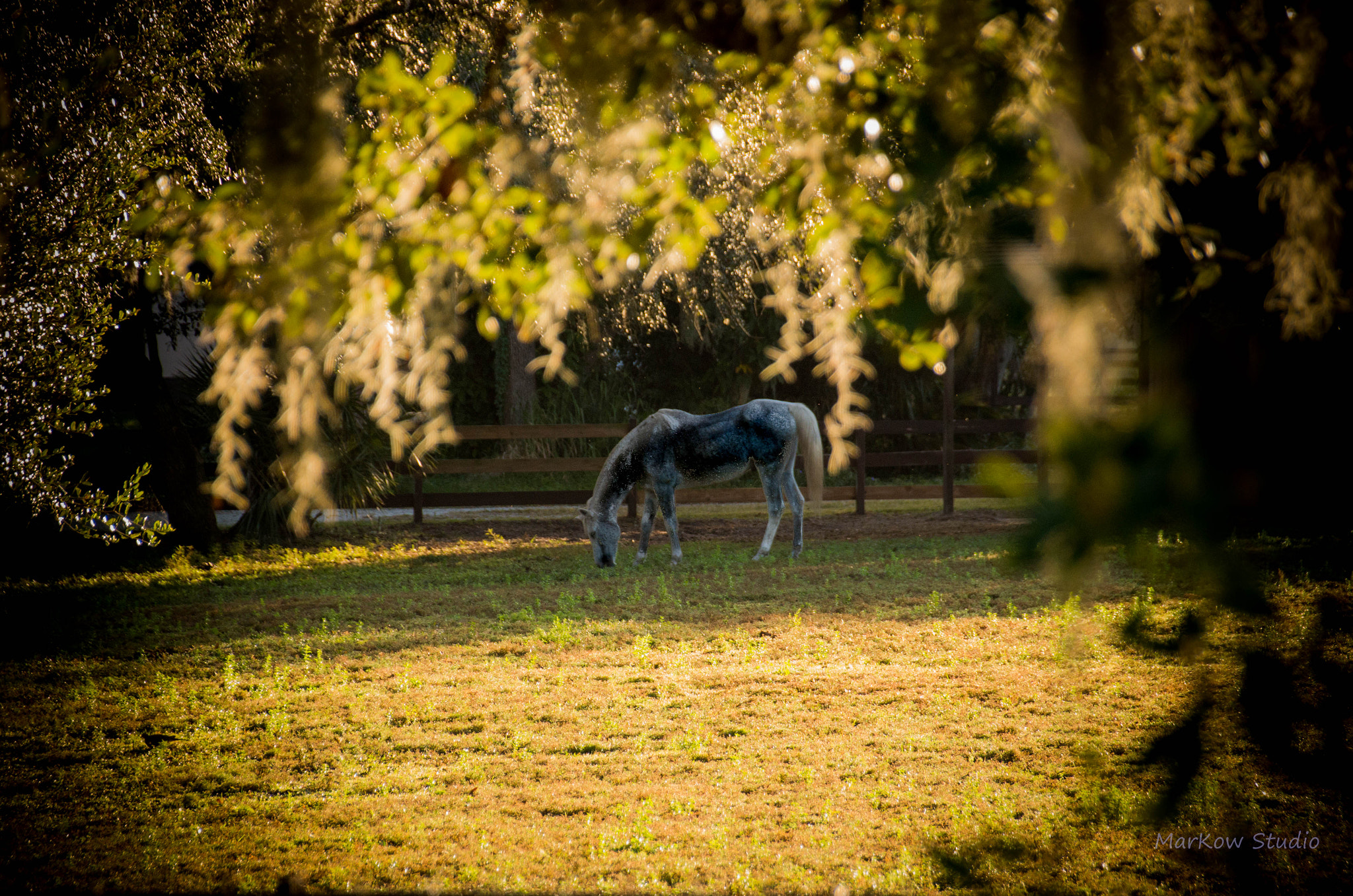 Sigma 18-250mm F3.5-6.3 DC Macro OS HSM sample photo. H9 photography