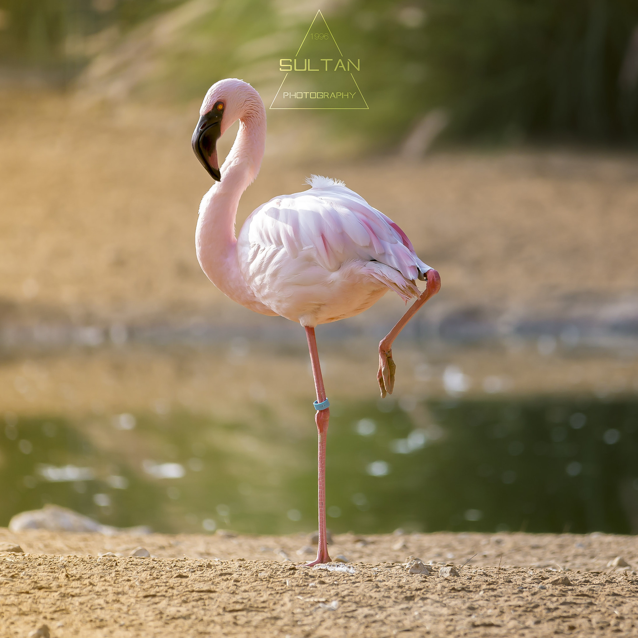 Sigma 150-500mm F5-6.3 DG OS HSM sample photo. Zoo wildlife photography