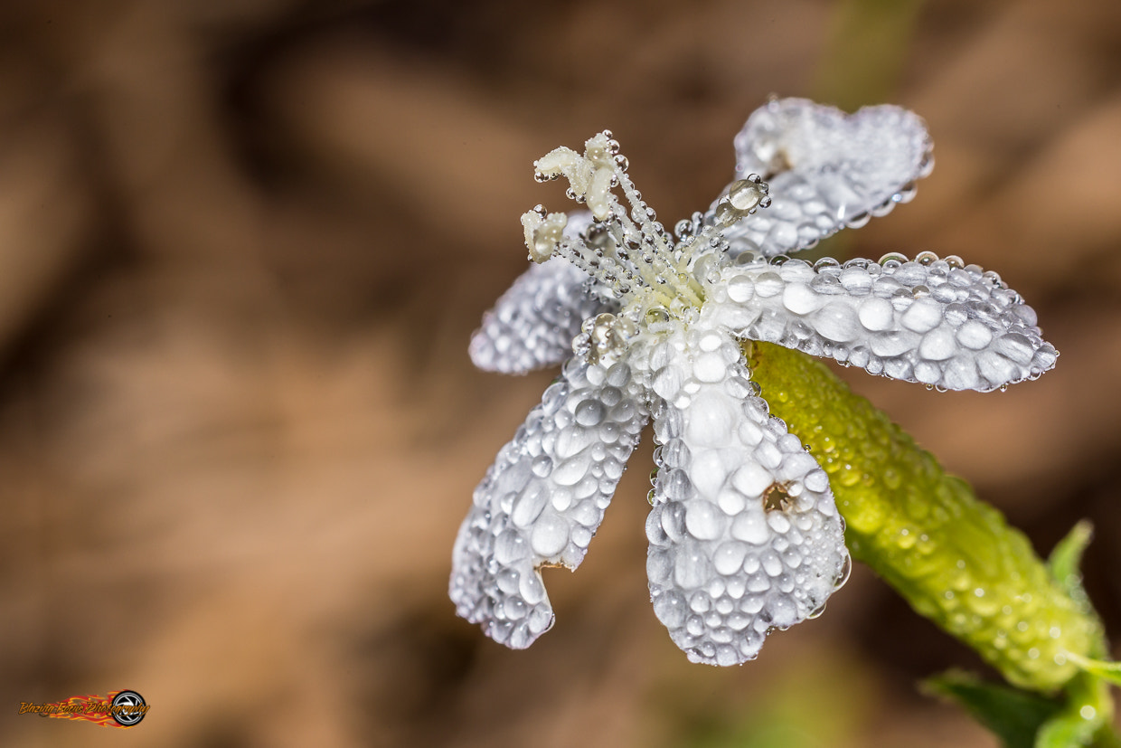 Canon EOS 6D + Canon EF 100mm F2.8 Macro USM sample photo. Wet and wild photography