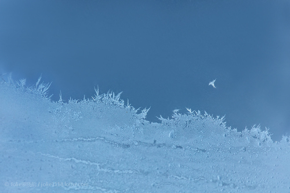 Canon EF 100-400mm F4.5-5.6L IS USM sample photo.  羽毛从雪平面挣脱 组成翅膀化成飞鸟 繁星从天空中降落 热闹了孤寂的寒冬 生如冰花蔓延绽放 飘落单单... photography