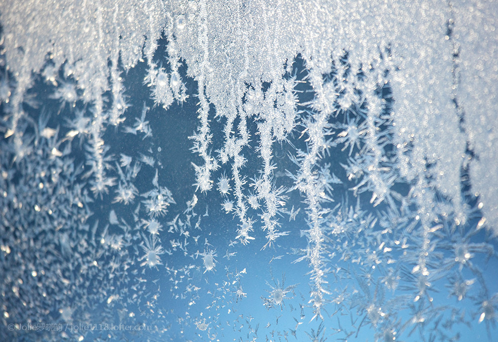 Canon EF 100-400mm F4.5-5.6L IS USM sample photo.  羽毛从雪平面挣脱 组成翅膀化成飞鸟 繁星从天空中降落 热闹了孤寂的寒冬 生如冰花蔓延绽放 飘落单单... photography