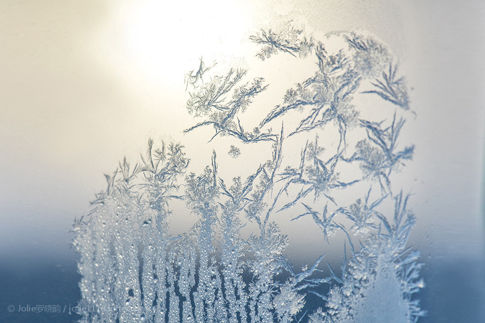 Canon EF 100-400mm F4.5-5.6L IS USM sample photo.  羽毛从雪平面挣脱 组成翅膀化成飞鸟 繁星从天空中降落 热闹了孤寂的寒冬 生如冰花蔓延绽放 飘落单单... photography