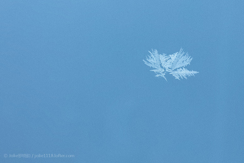 Canon EF 100-400mm F4.5-5.6L IS USM sample photo.  羽毛从雪平面挣脱 组成翅膀化成飞鸟 繁星从天空中降落 热闹了孤寂的寒冬 生如冰花蔓延绽放 飘落单单... photography