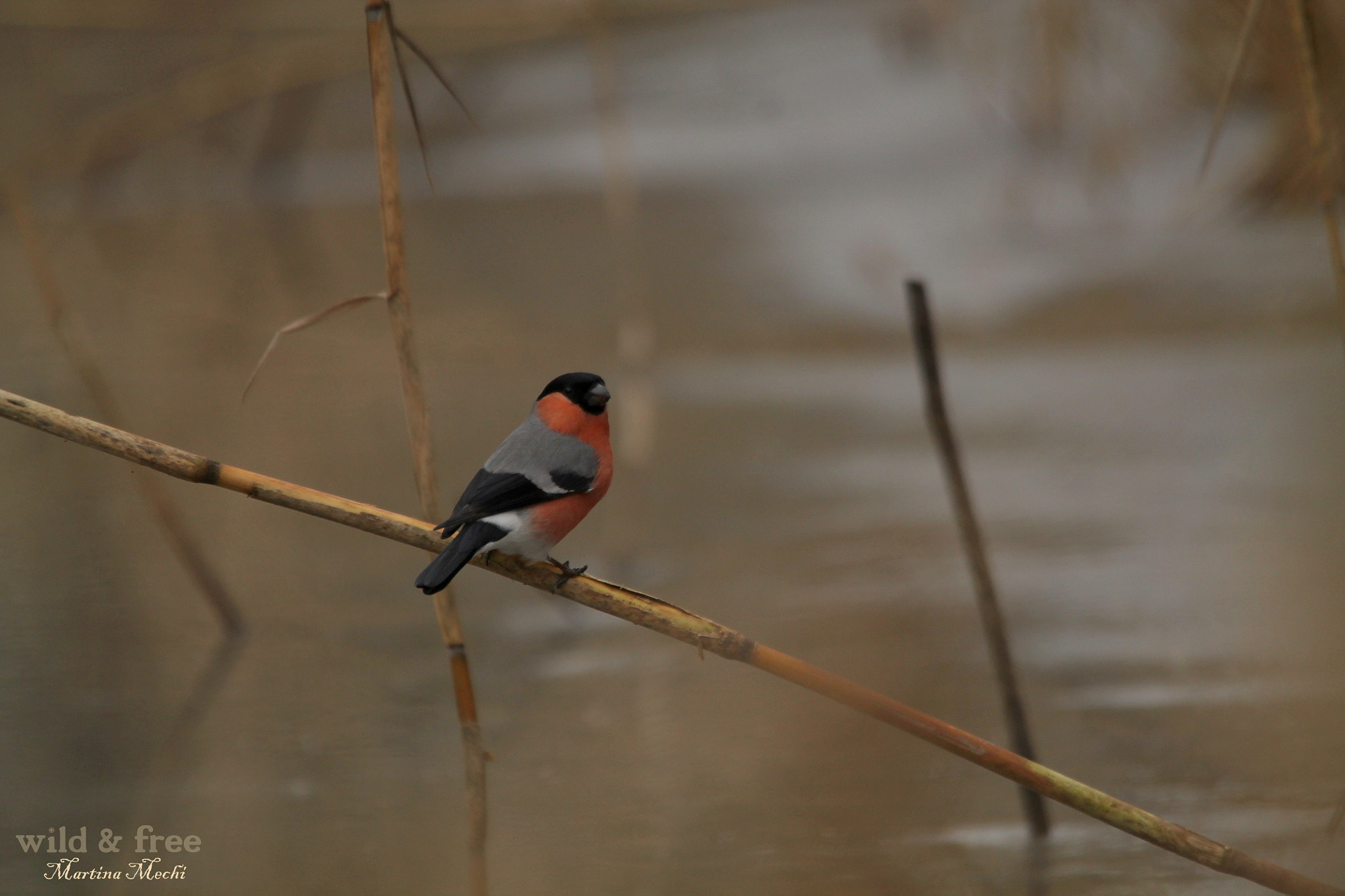 Sigma 150-500mm F5-6.3 DG OS HSM sample photo. *quiet place ii* photography