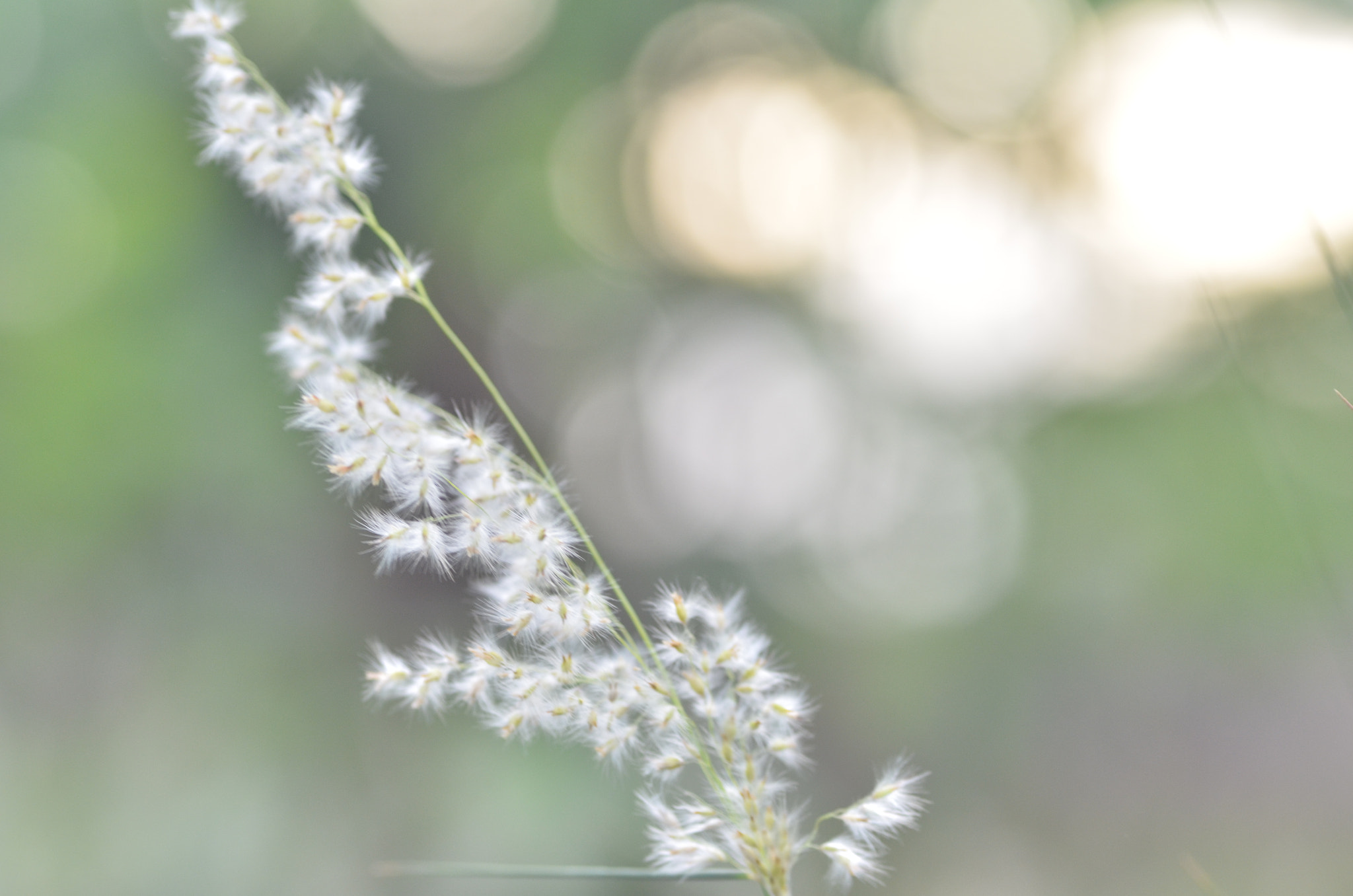 Tamron SP AF 90mm F2.8 Di Macro sample photo. Nature photography