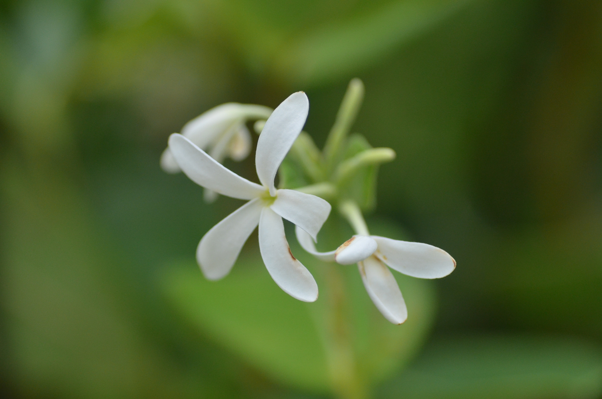 Tamron SP AF 90mm F2.8 Di Macro sample photo. Nature photography