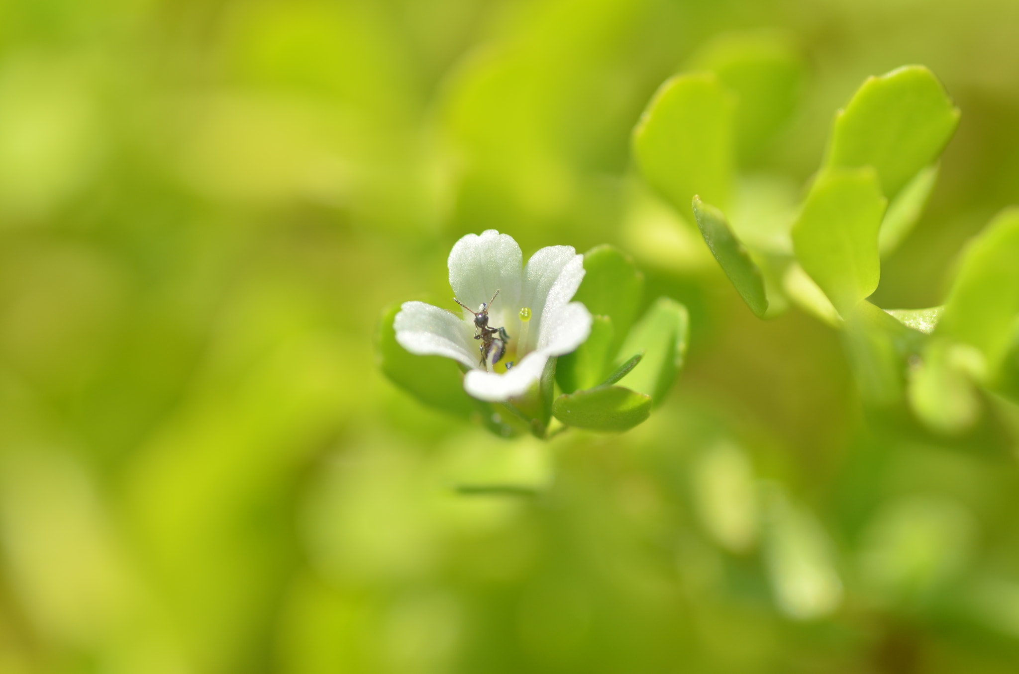 Tamron SP AF 90mm F2.8 Di Macro sample photo. Nature photography