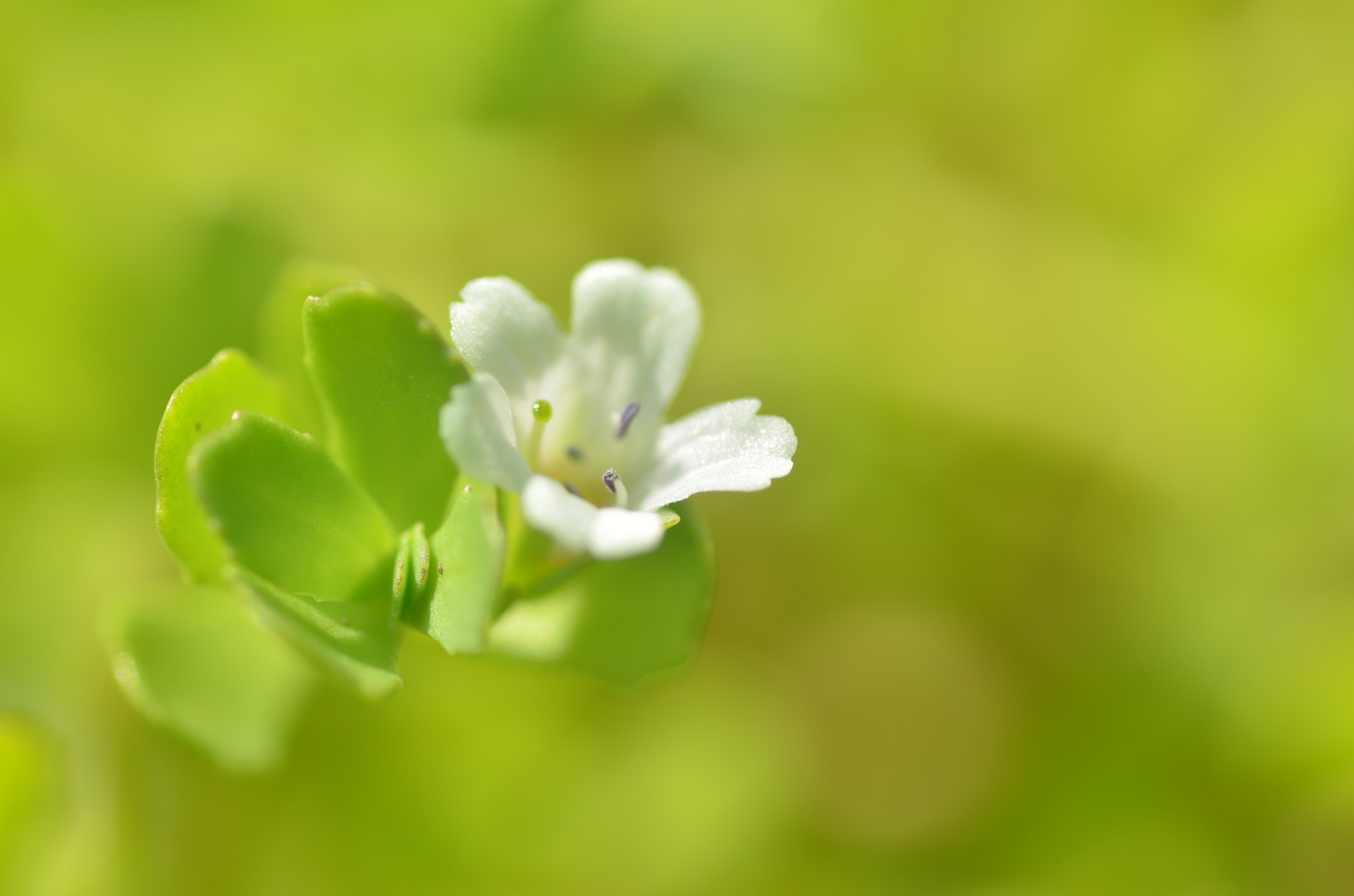 Tamron SP AF 90mm F2.8 Di Macro sample photo. Nature photography