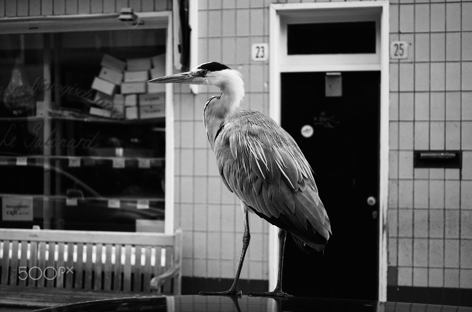 HD Pentax DA 35mm F2.8 Macro Limited sample photo. A bird photography