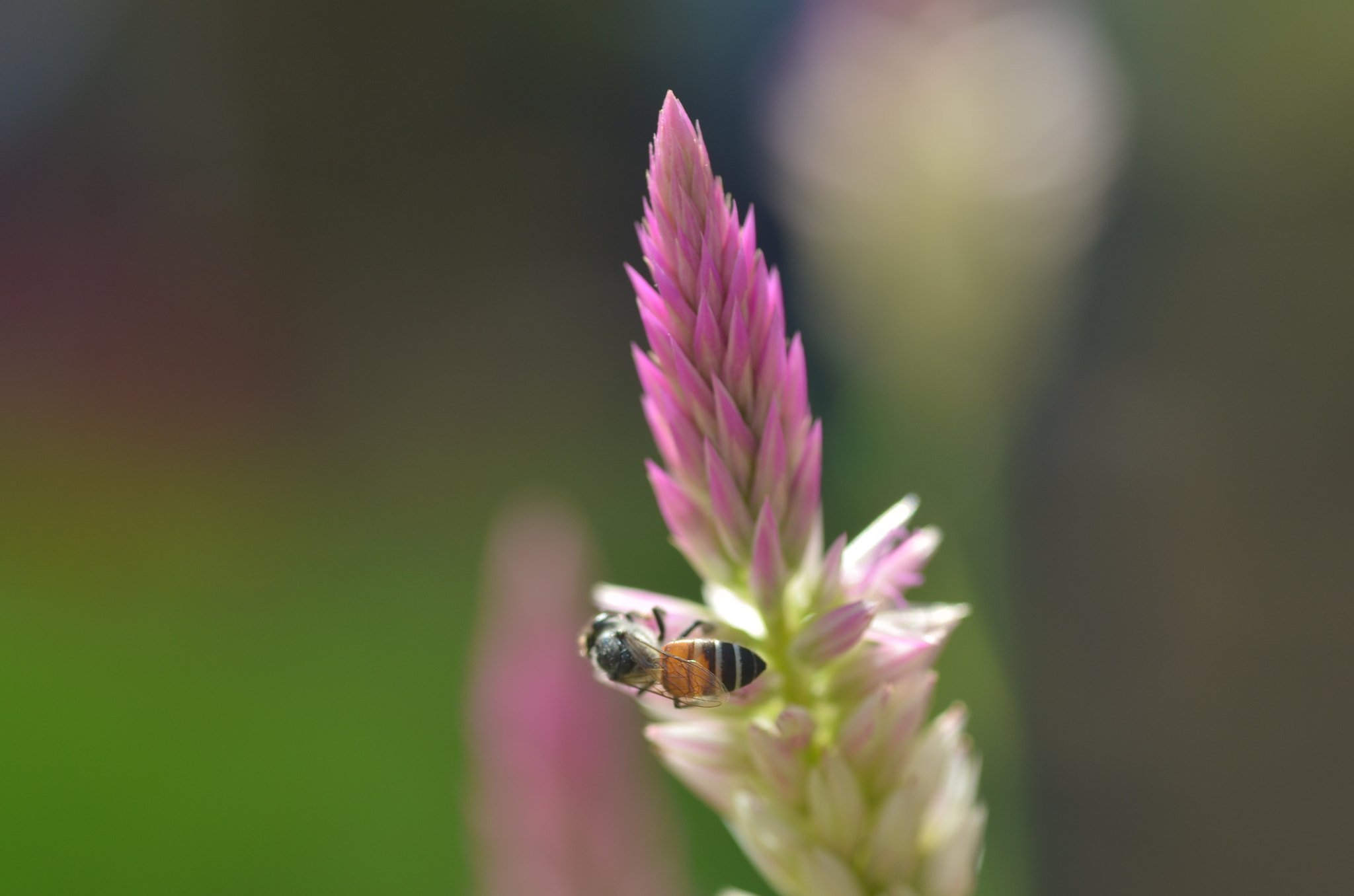 Tamron SP AF 90mm F2.8 Di Macro sample photo. Nature photography