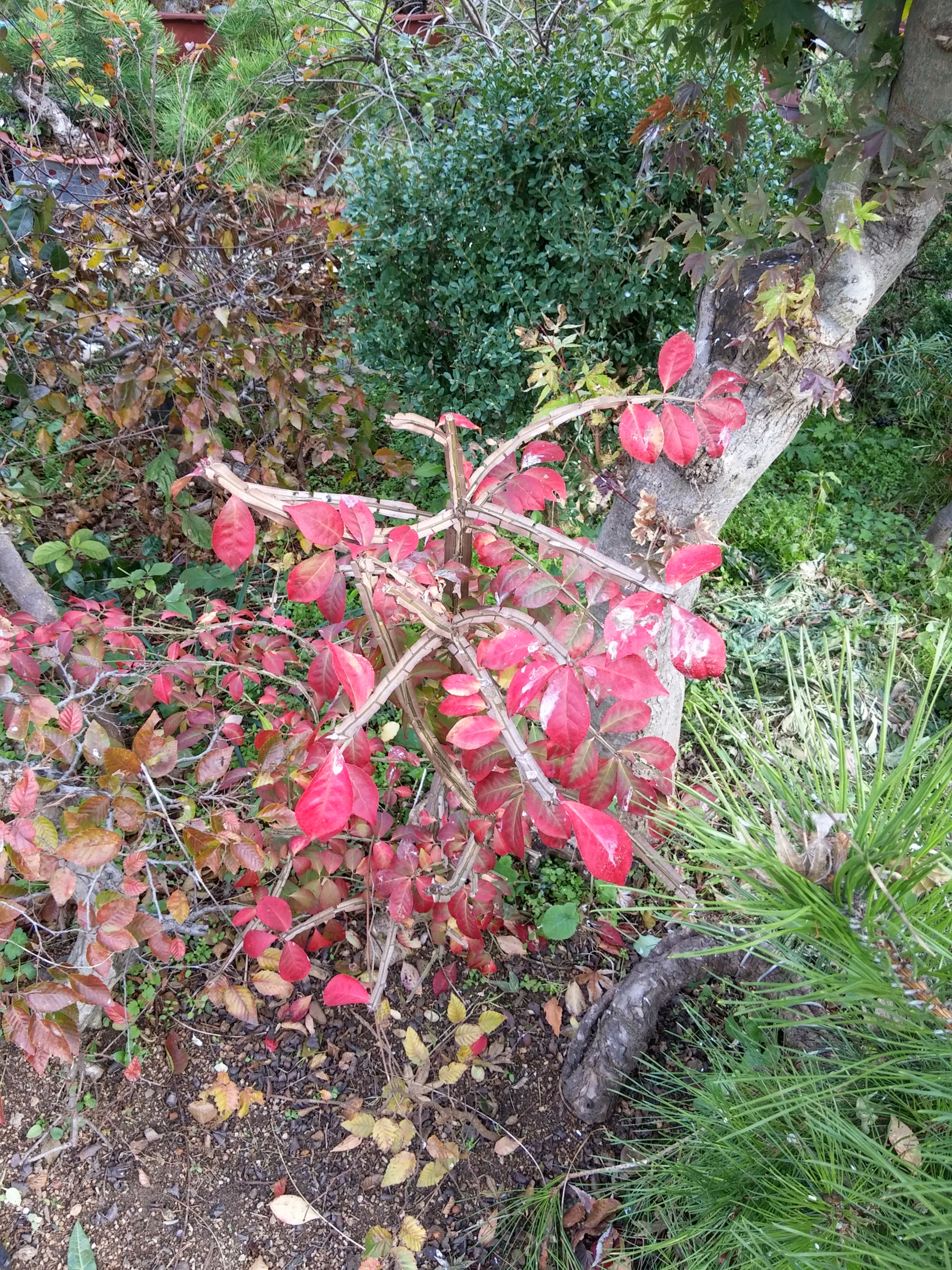 LG G Pro2 sample photo