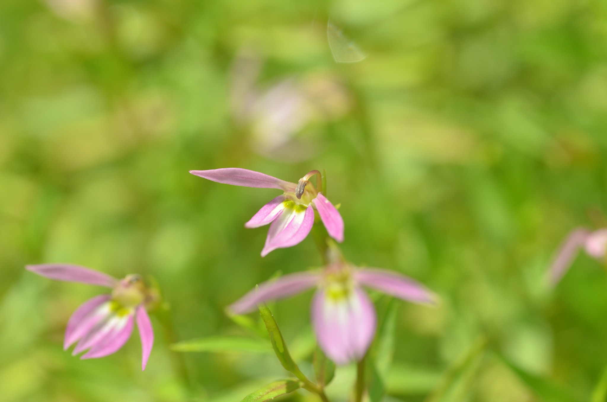 Tamron SP AF 90mm F2.8 Di Macro sample photo. Nature photography