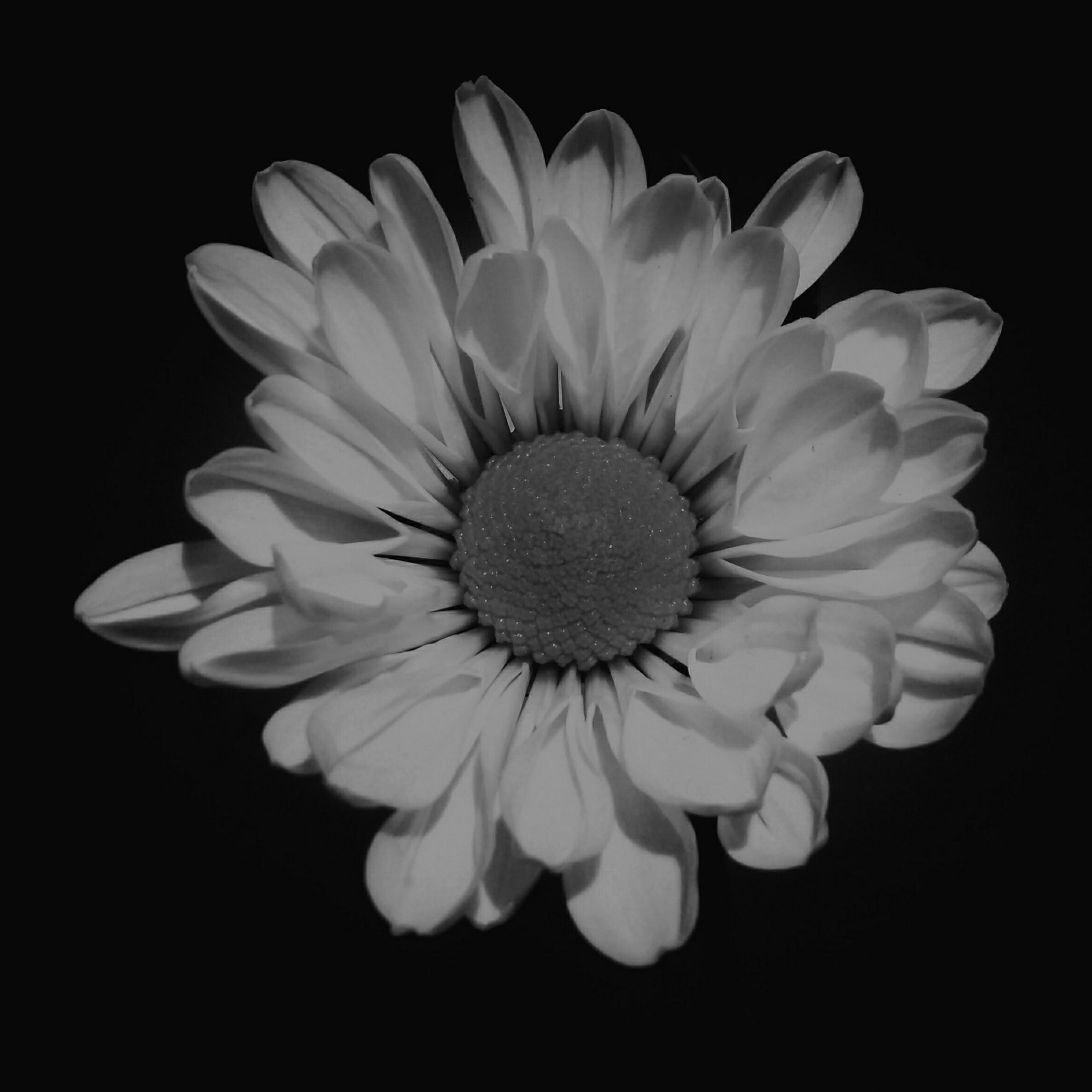 HTC ONE (E8) DUAL SIM sample photo. Flower b&w  photography
