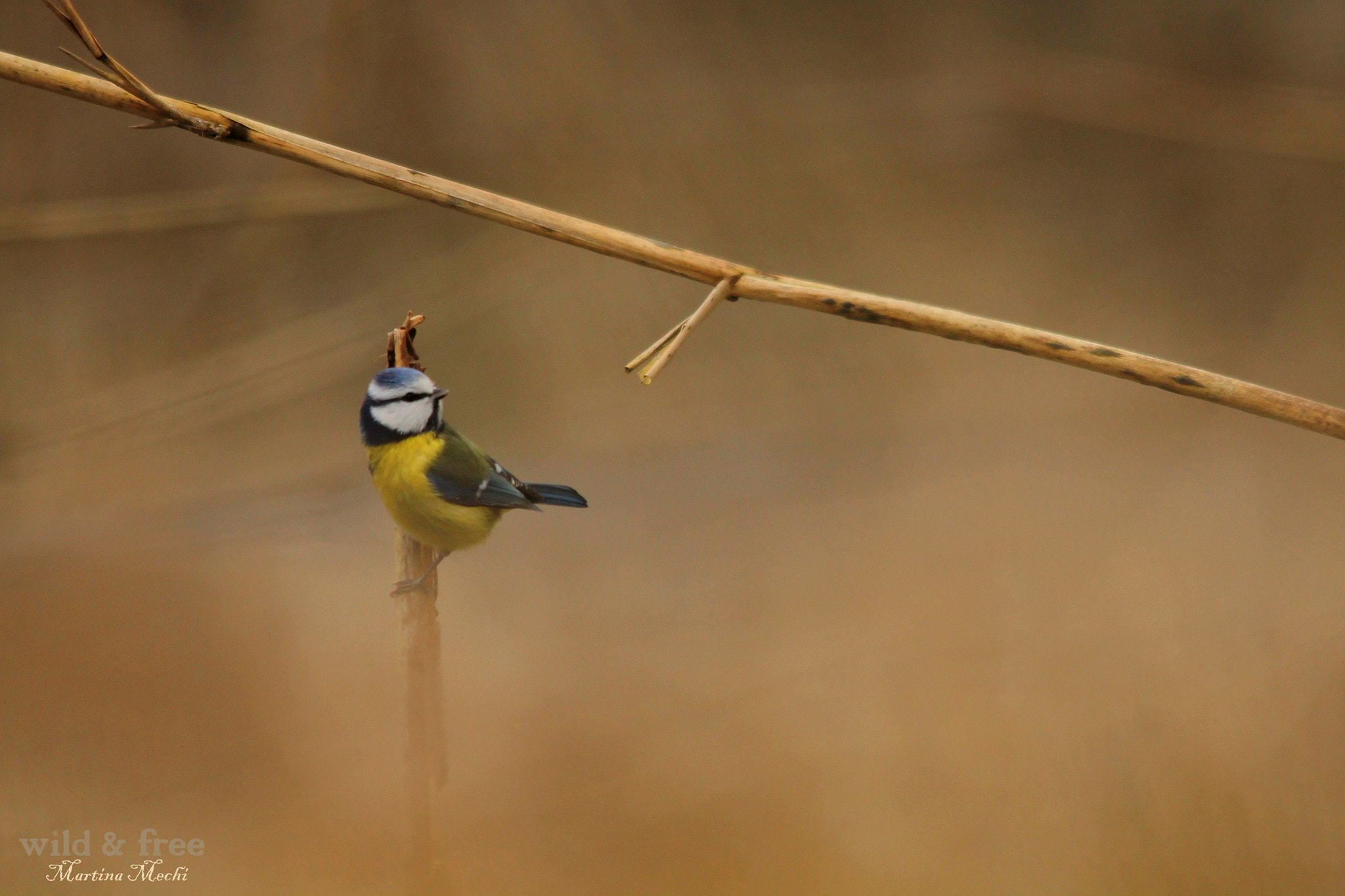 Sigma 150-500mm F5-6.3 DG OS HSM sample photo. *quiet place iii* photography