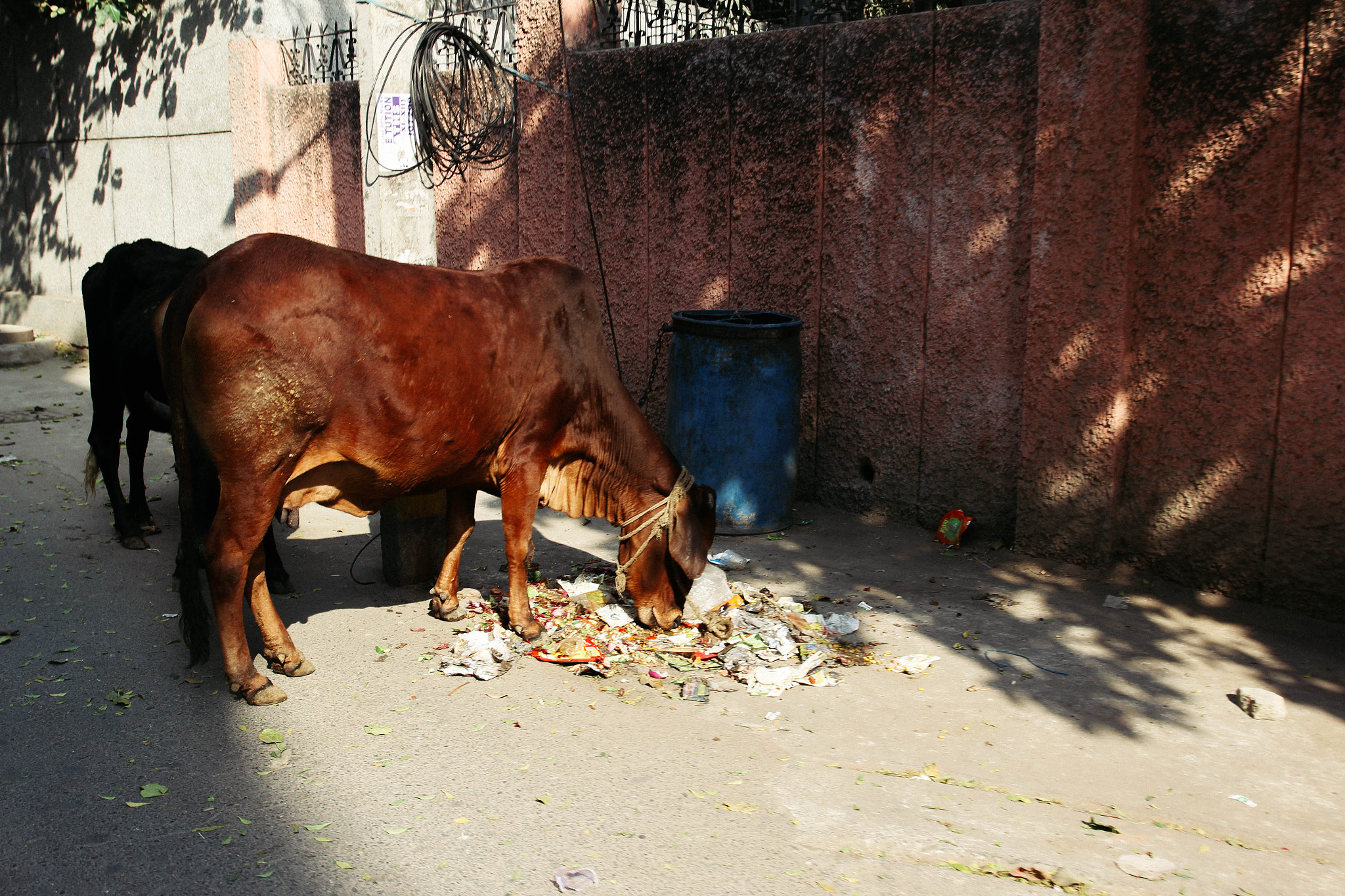 Canon EOS 100D (EOS Rebel SL1 / EOS Kiss X7) + Canon EF 17-40mm F4L USM sample photo. Streets of india photography